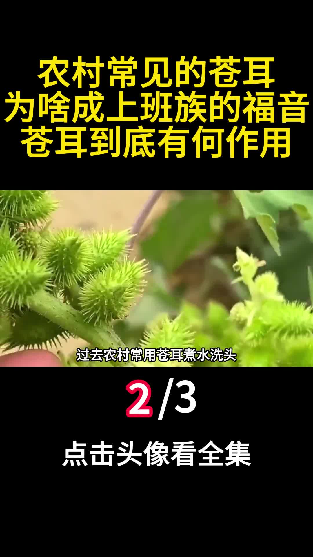 农村常见的苍耳为啥成上班族的福音苍耳到底有何作用2