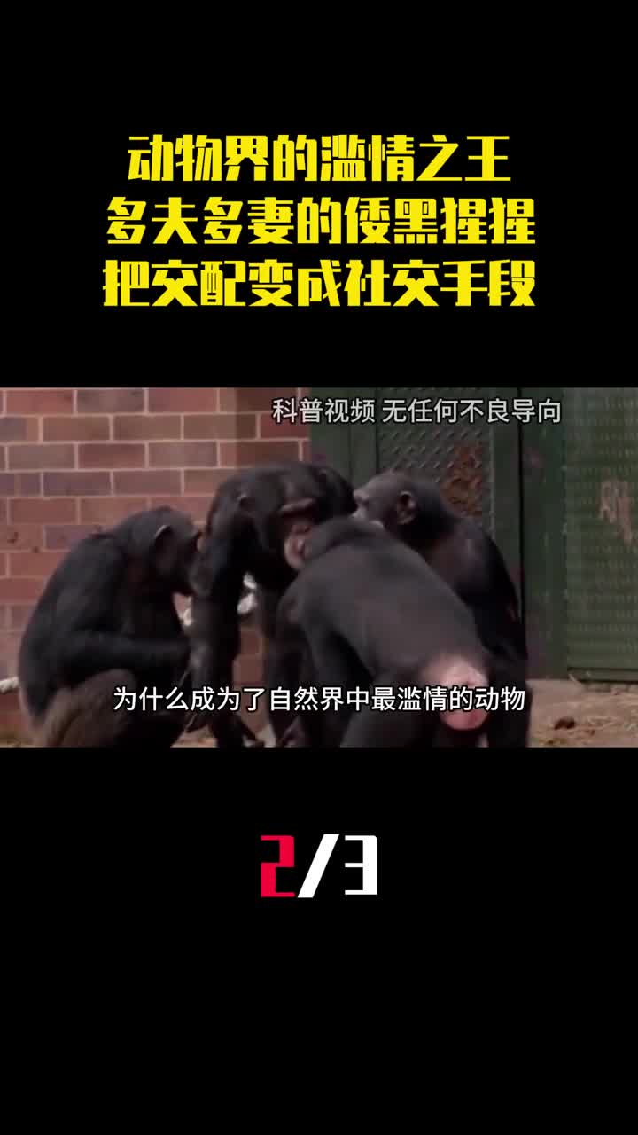 动物界的滥情之王多夫多妻制的倭黑猩猩把交配变成社交手段2