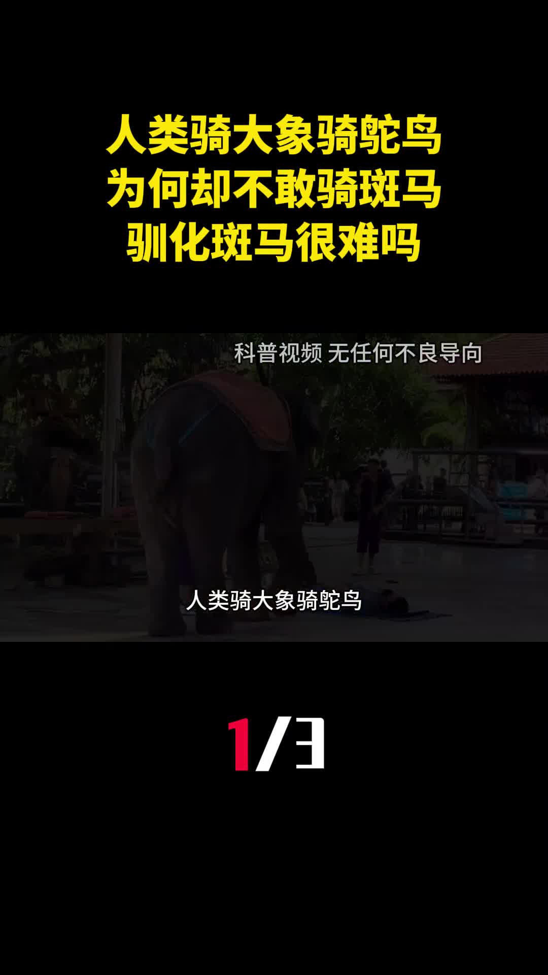 人类骑大象骑鸵鸟为何却不敢骑斑马驯化斑马很难吗1