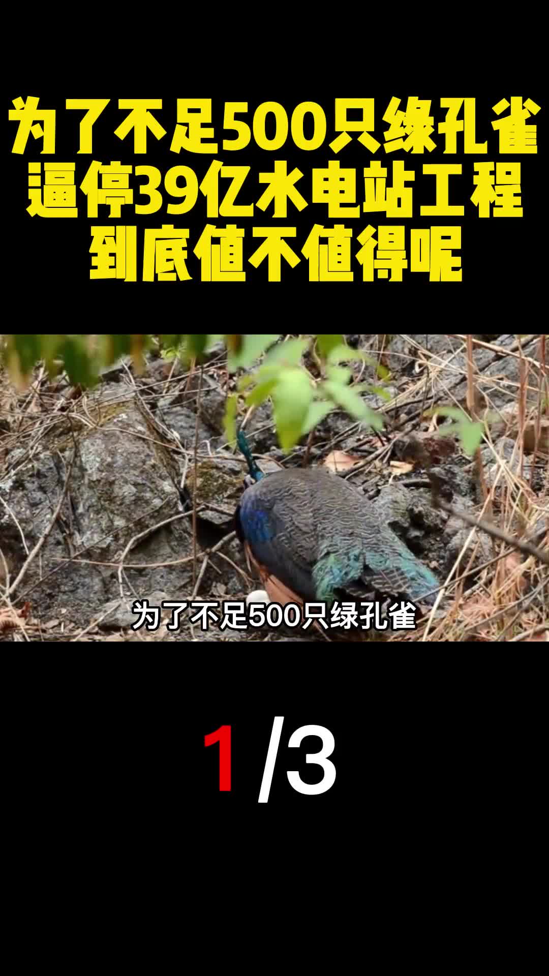为了不足500只绿孔雀逼停39亿水电站工程到底值不值得呢1
