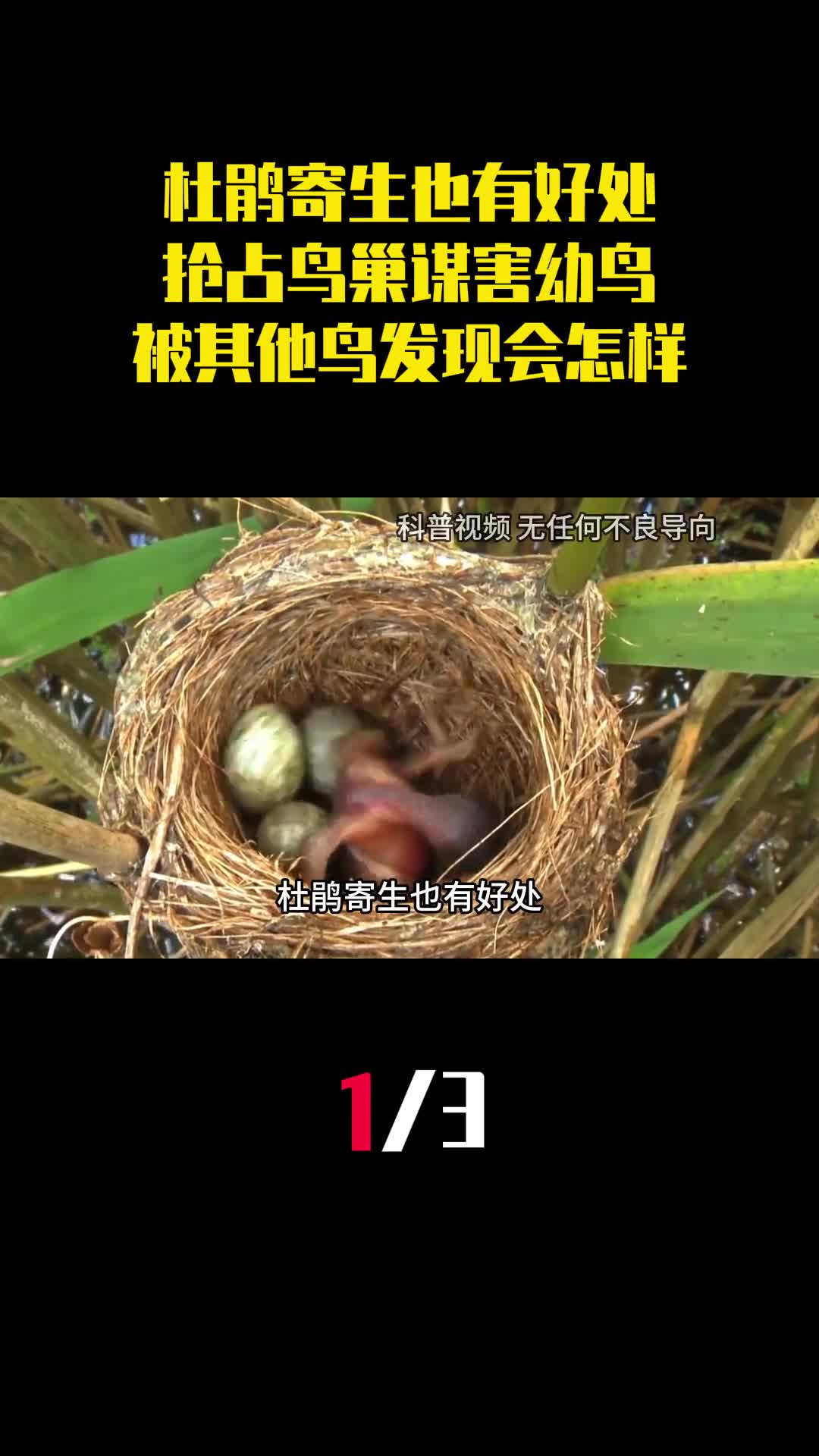 杜鹃寄生也有好处抢占鸟巢谋害幼鸟被其他鸟类发现会怎样1