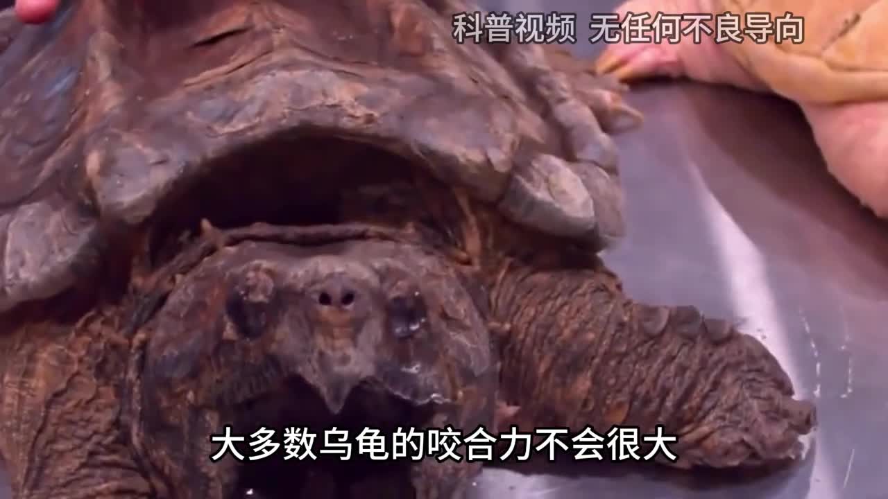 一旦被乌龟咬住手为何乌龟打死也不肯松口该怎样让它松口2