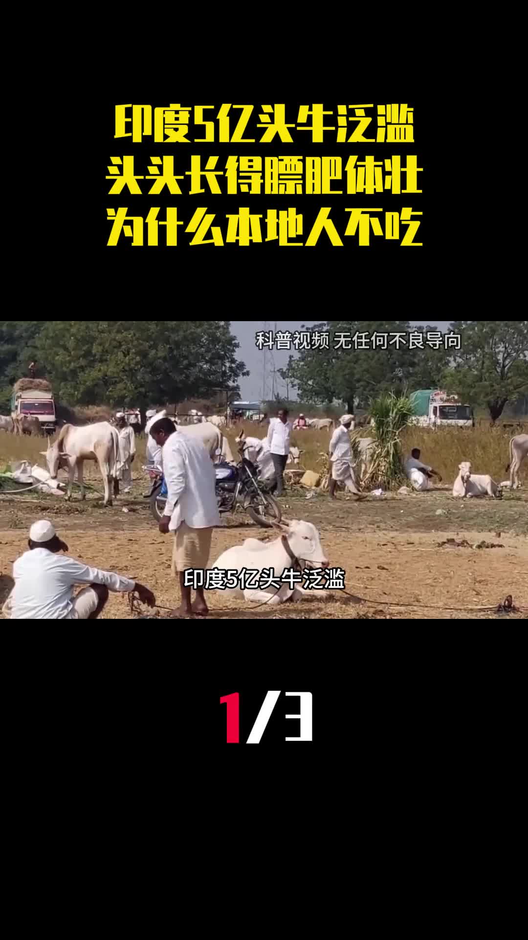 印度5亿头牛泛滥头头长得膘肥体壮为什么本地人都不吃1