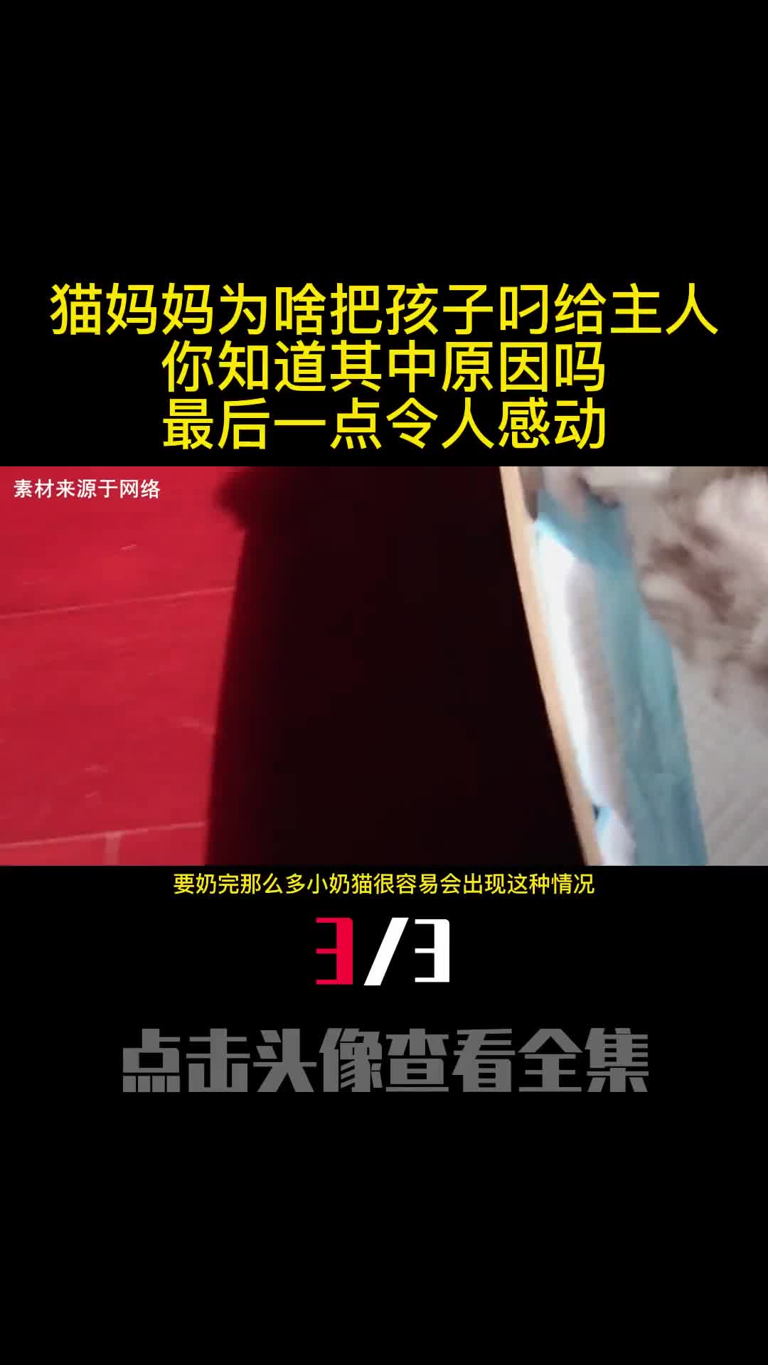 猫妈妈为啥把孩子叼给主人你知道其中原因吗最后一点令人感动3