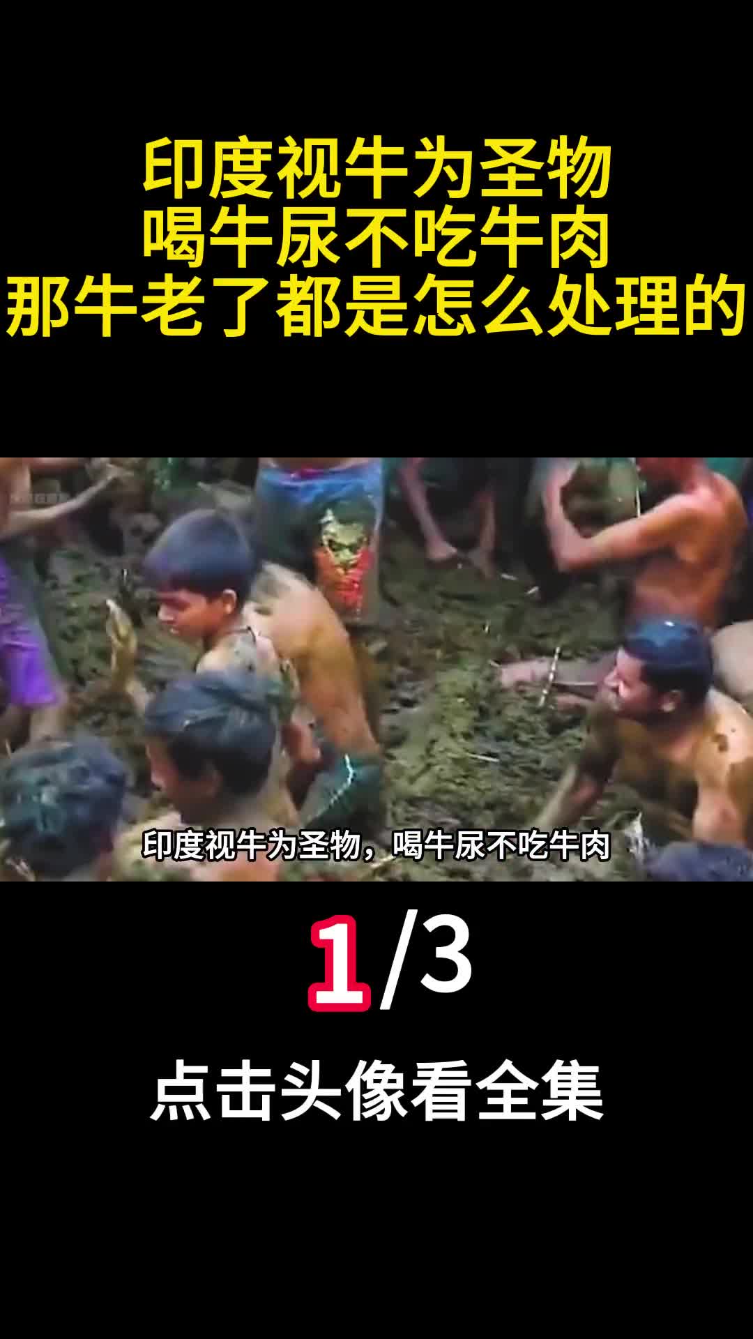 印度视牛为圣物喝牛尿不吃牛肉那牛老了都是怎么处理的1