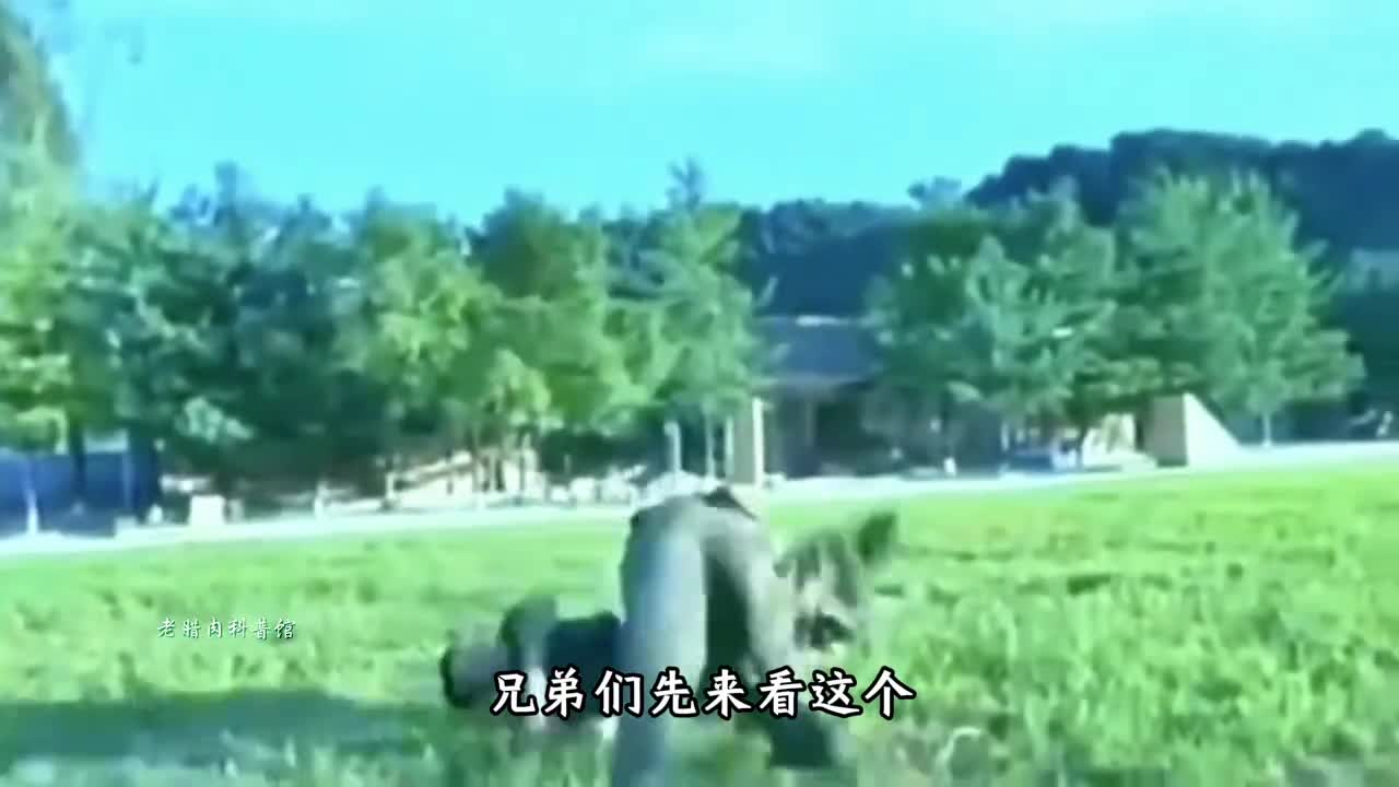 朝特种兵为何如此威猛