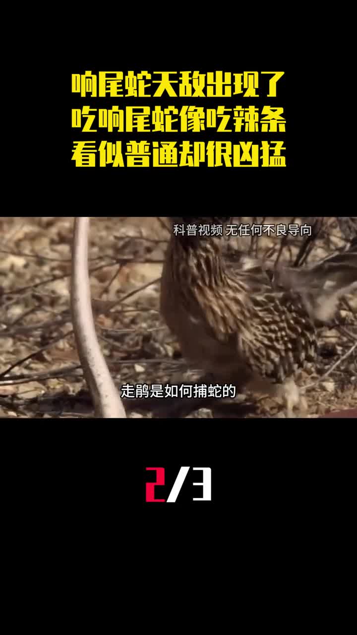 响尾蛇天敌出现了吃响尾蛇像吃辣条走鹃看似普通却很凶猛2