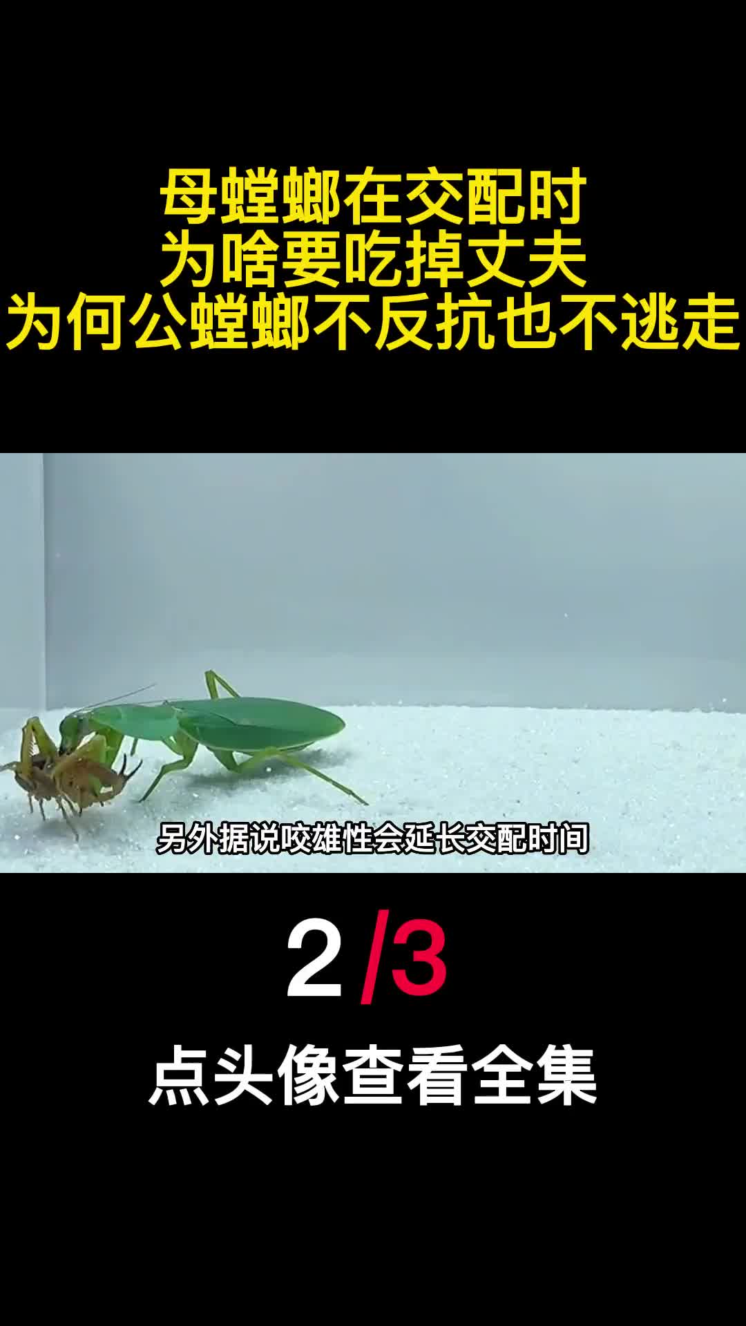 母螳螂在交配时为啥要吃掉丈夫为何公螳螂不反抗也不逃走2