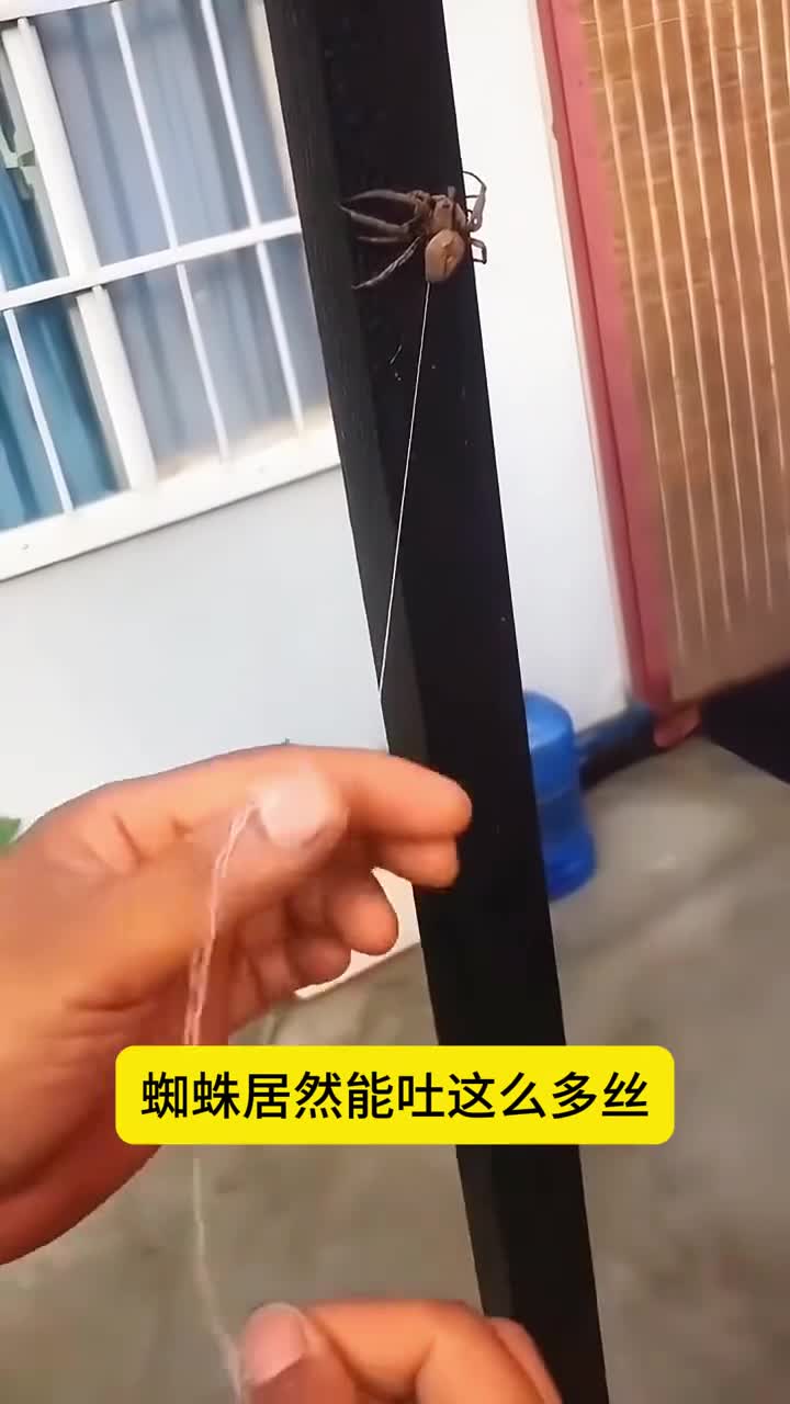 蜘蛛丝居然这么厉害以前小看它了