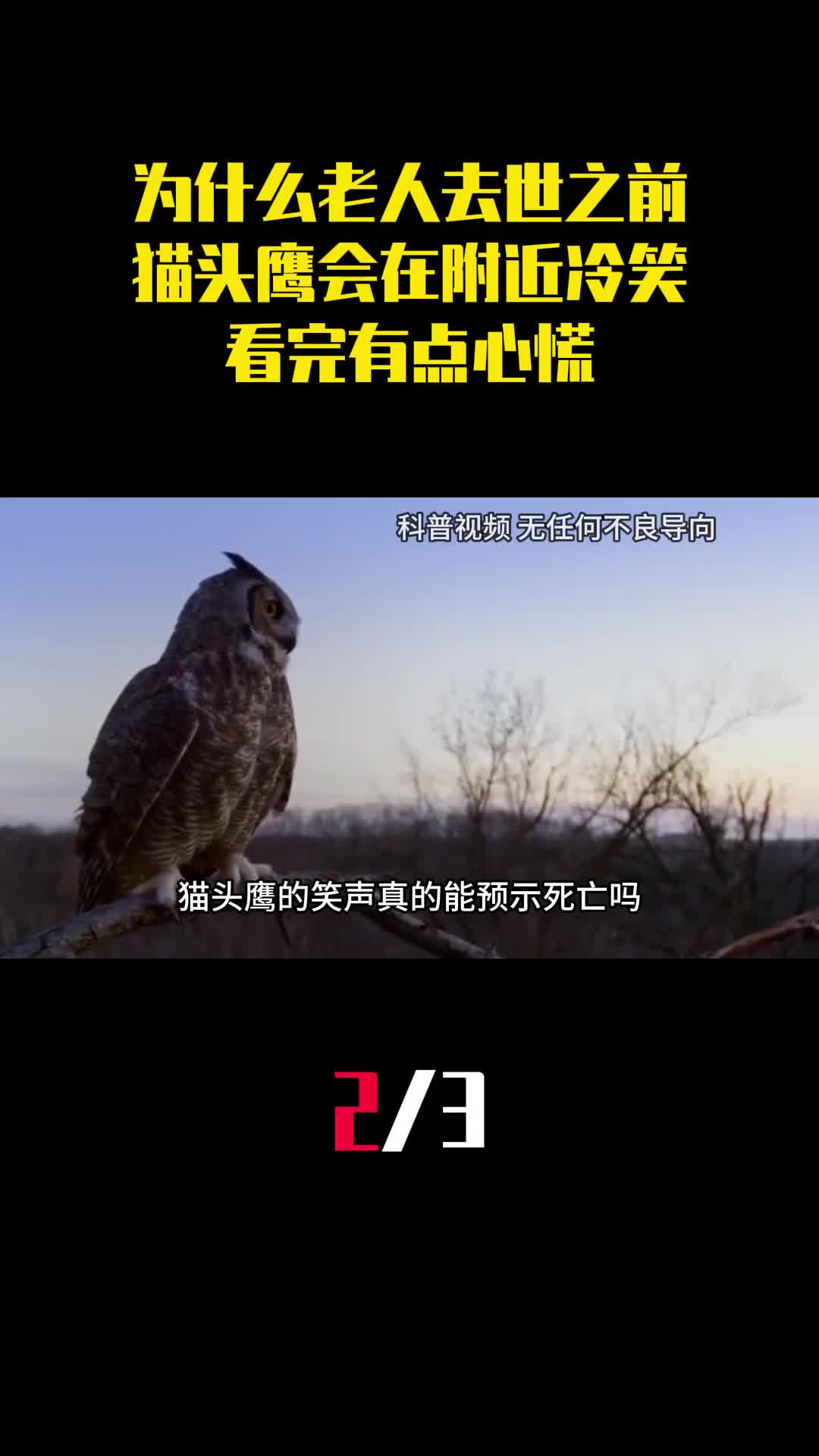 为什么老人去世之前猫头鹰会在附近冷笑看完有点心慌2
