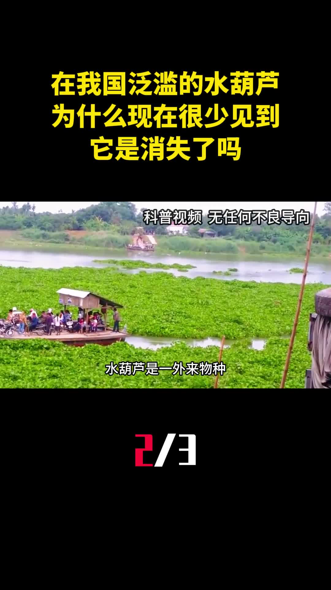 原本在我国泛滥的水葫芦为什么现在很少见到它是消失了吗2
