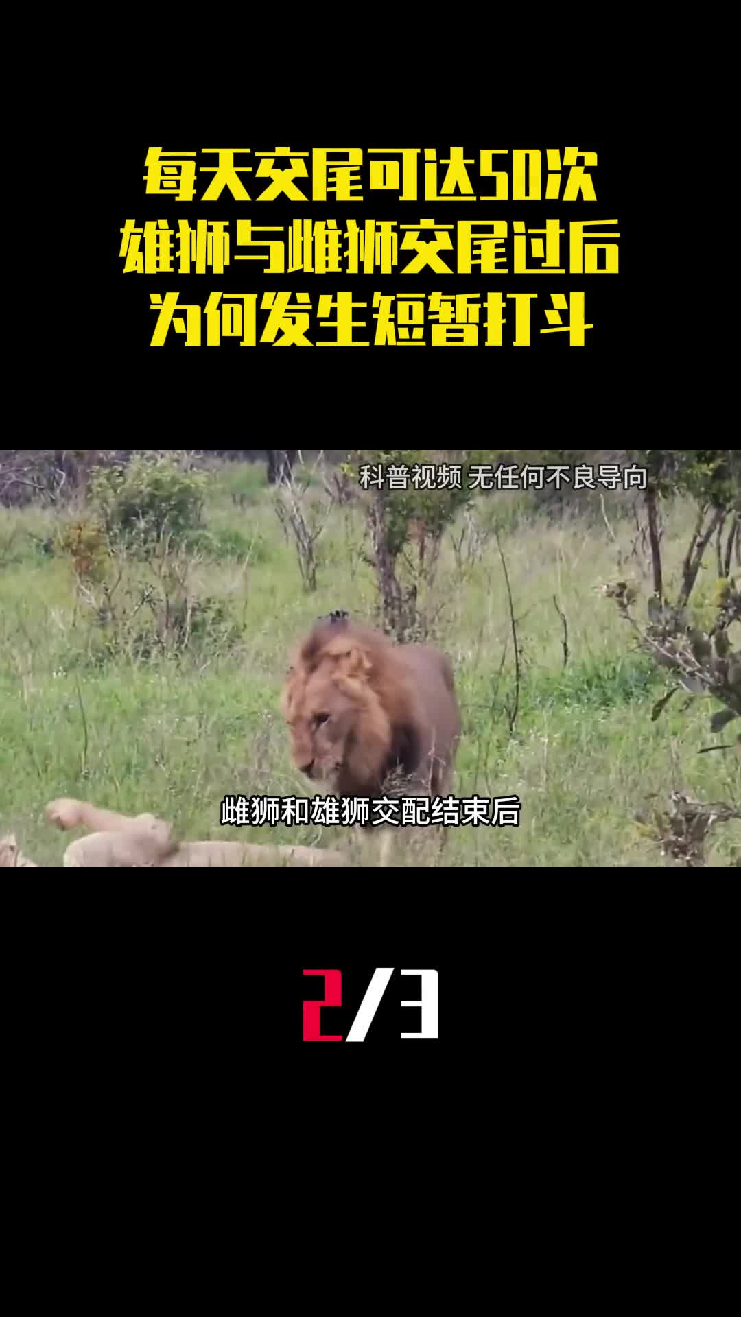 每天交尾可达50次为何雄狮与雌狮交尾过后还会发生短暂打斗2