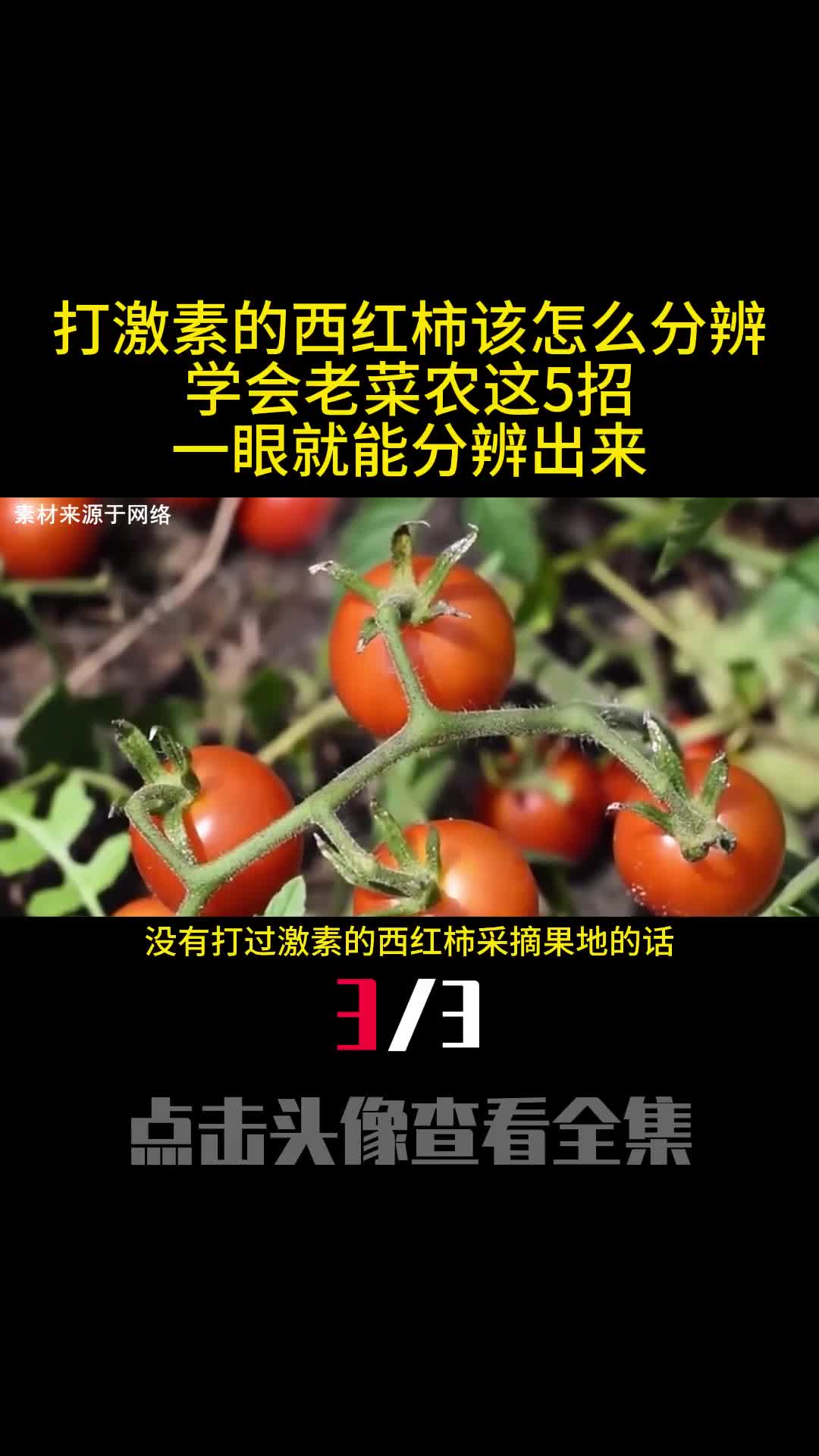 打激素的西红柿该怎么分辨学会老菜农这5招一眼就能分辨出来3