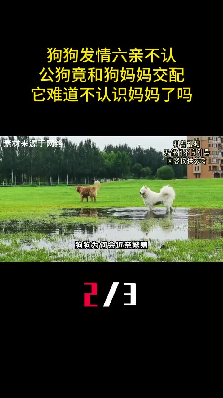 狗狗发情六亲不认公狗竟和狗妈妈交配它难道不认识妈妈了吗2