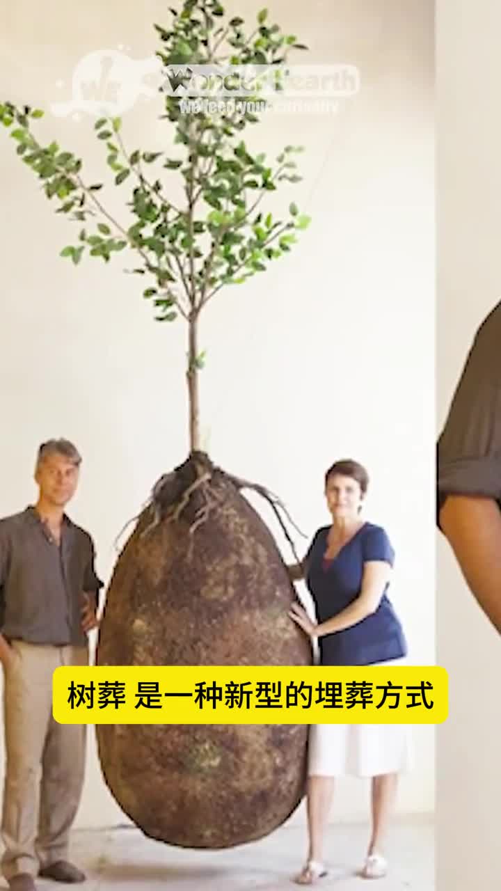 让亲人变成大树这种新方式你会接受吗