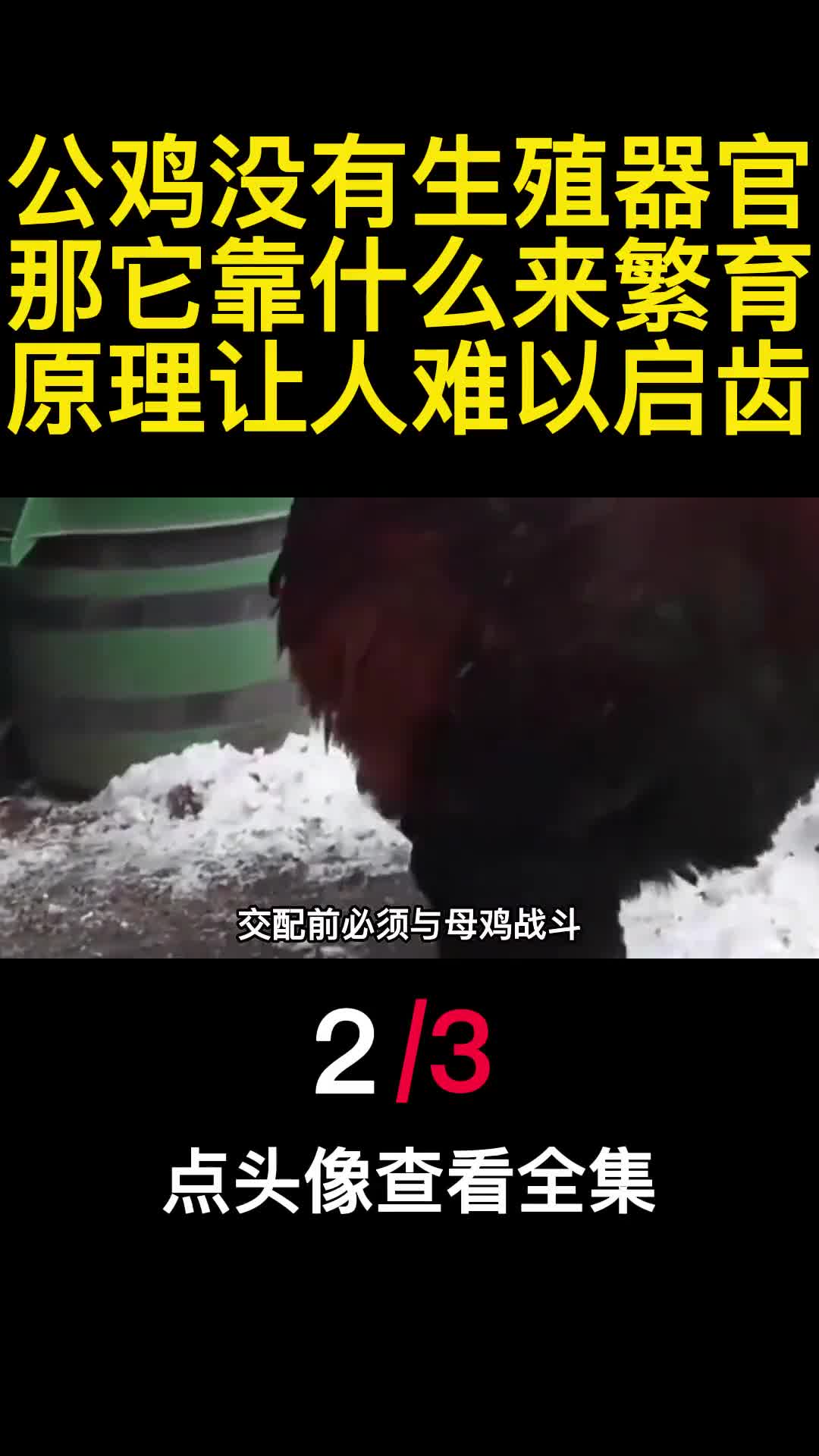 公鸡没有生殖器官那它靠什么来繁育原理让人难以启齿2