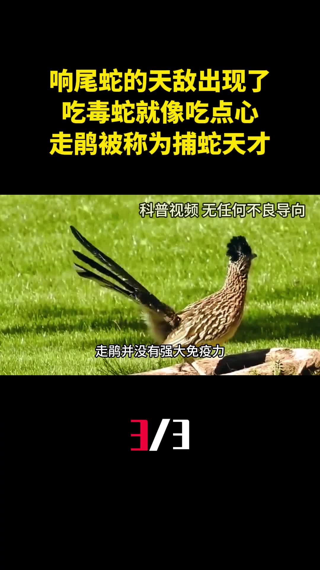 响尾蛇的天敌出现了吃毒蛇就像吃点心为何走鹃被称为捕蛇天才3