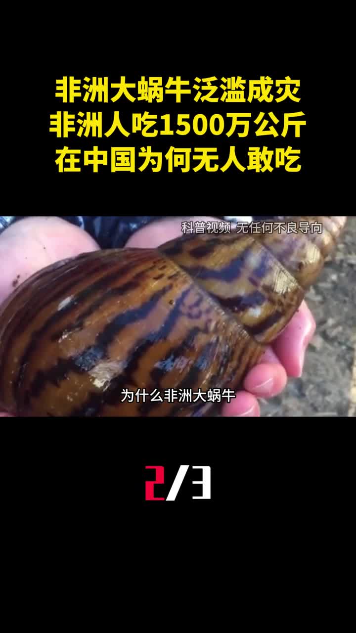 非洲大蜗牛泛滥成灾非洲人能吃1500万公斤中国为何无人敢吃2