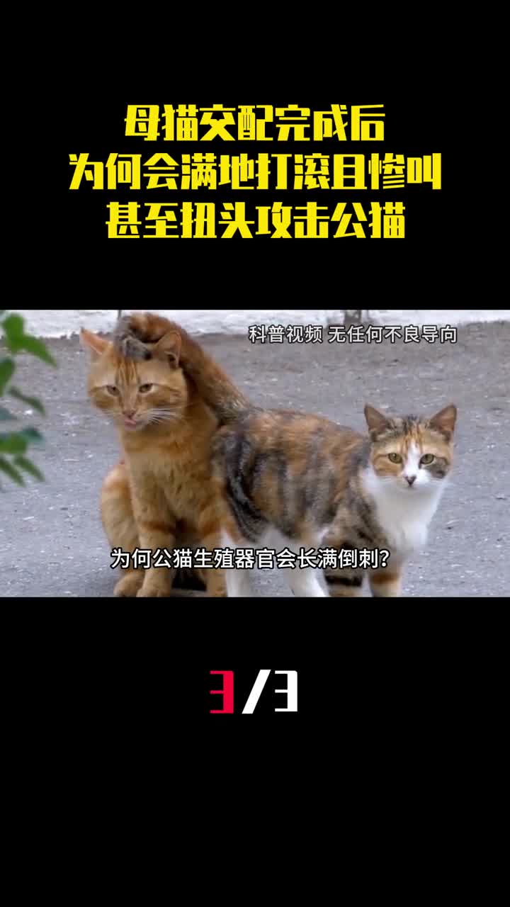 母猫交配完成后为何会满地打滚且惨叫甚至扭头攻击公猫3