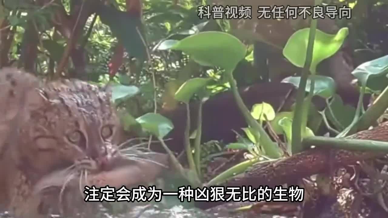 中国曾三次拍到彪彪是什么动物真能轻松杀死老虎吗2