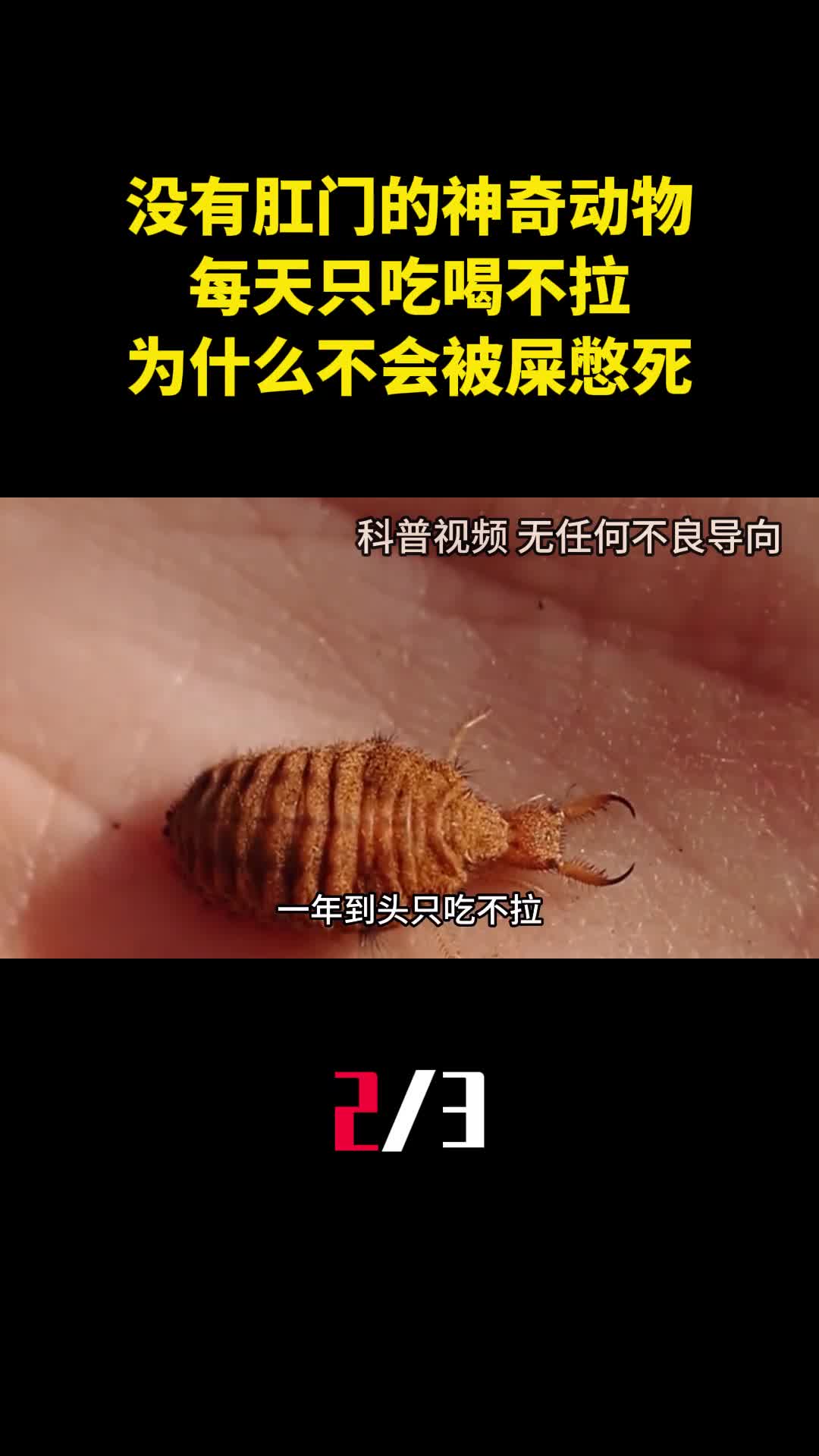 没有肛门的神奇动物每天只吃喝不拉为什么不会被屎憋死2