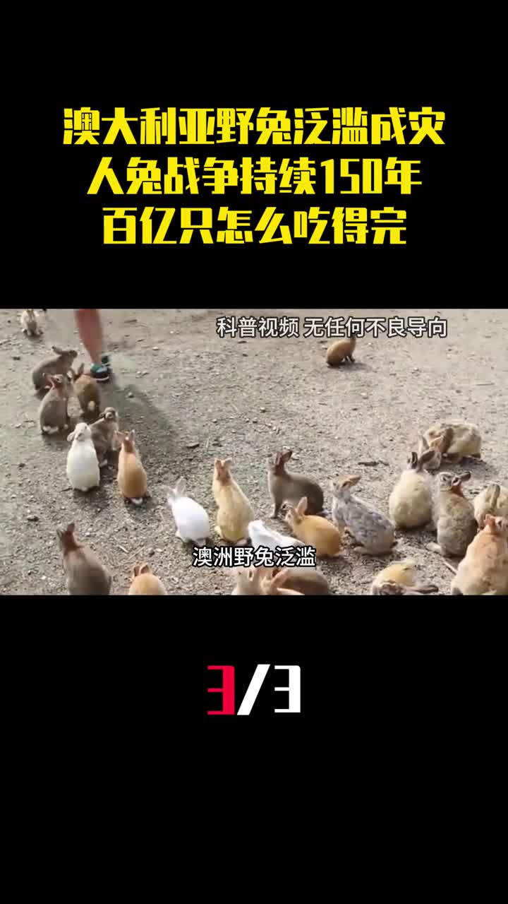 澳大利亚野兔泛滥成灾人兔战争持续150年百亿只怎么吃得完3