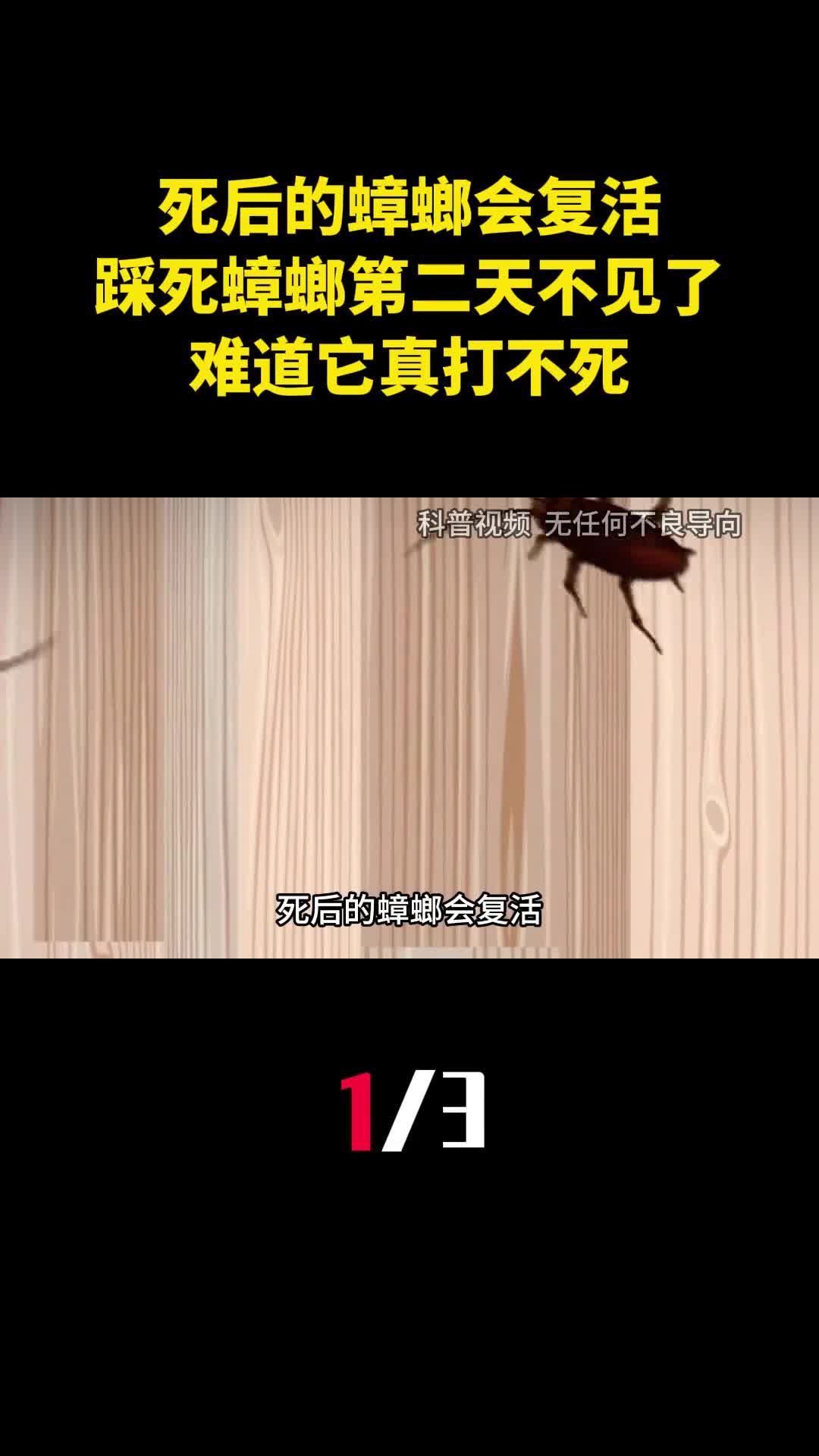 死后的蟑螂会复活为何踩死蟑螂第二天不见了难道它真打不死1