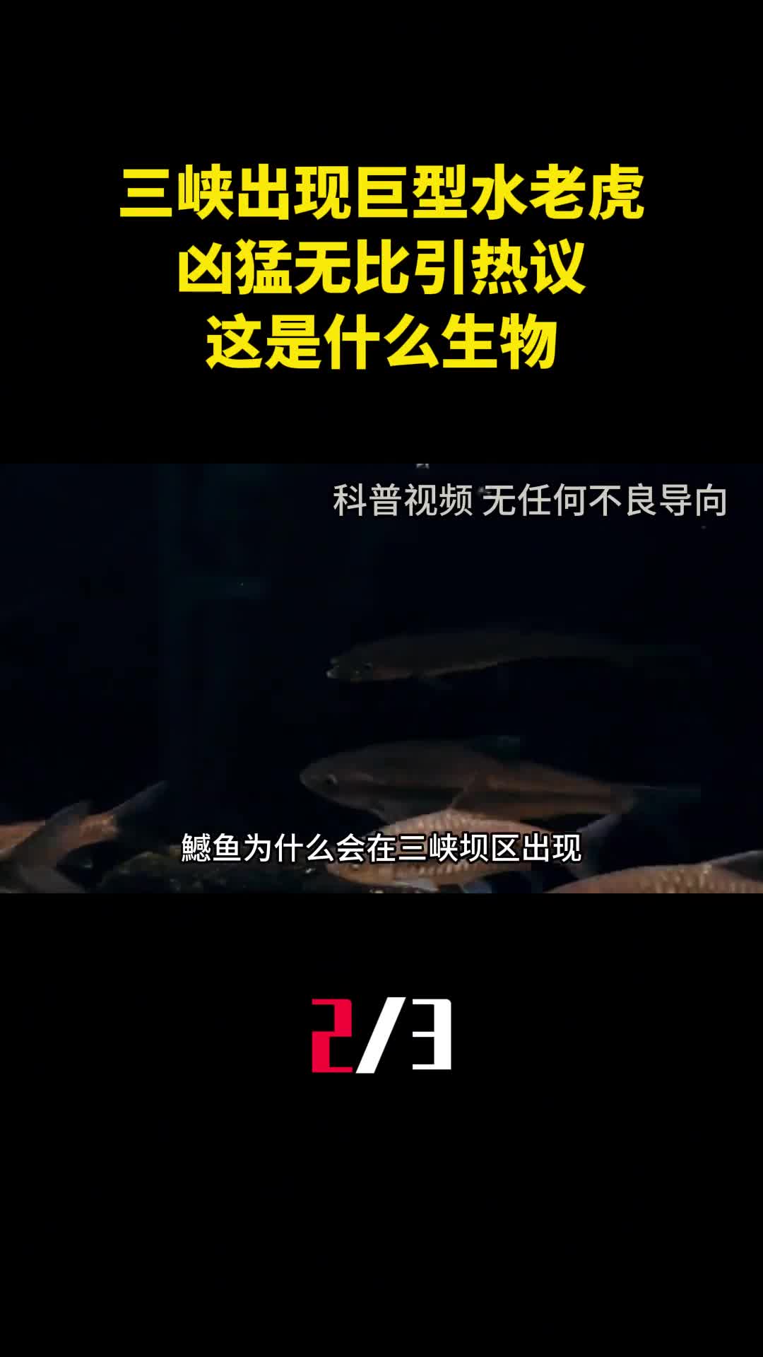 三峡出现巨型水老虎凶猛无比引热议这是什么生物2