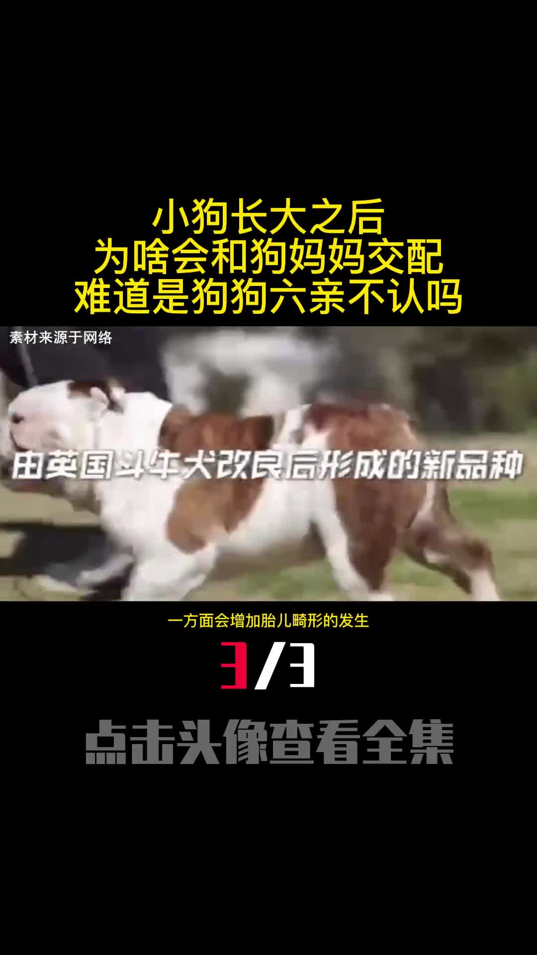 小狗长大之后为啥会和狗妈妈交配难道是狗狗六亲不认吗3