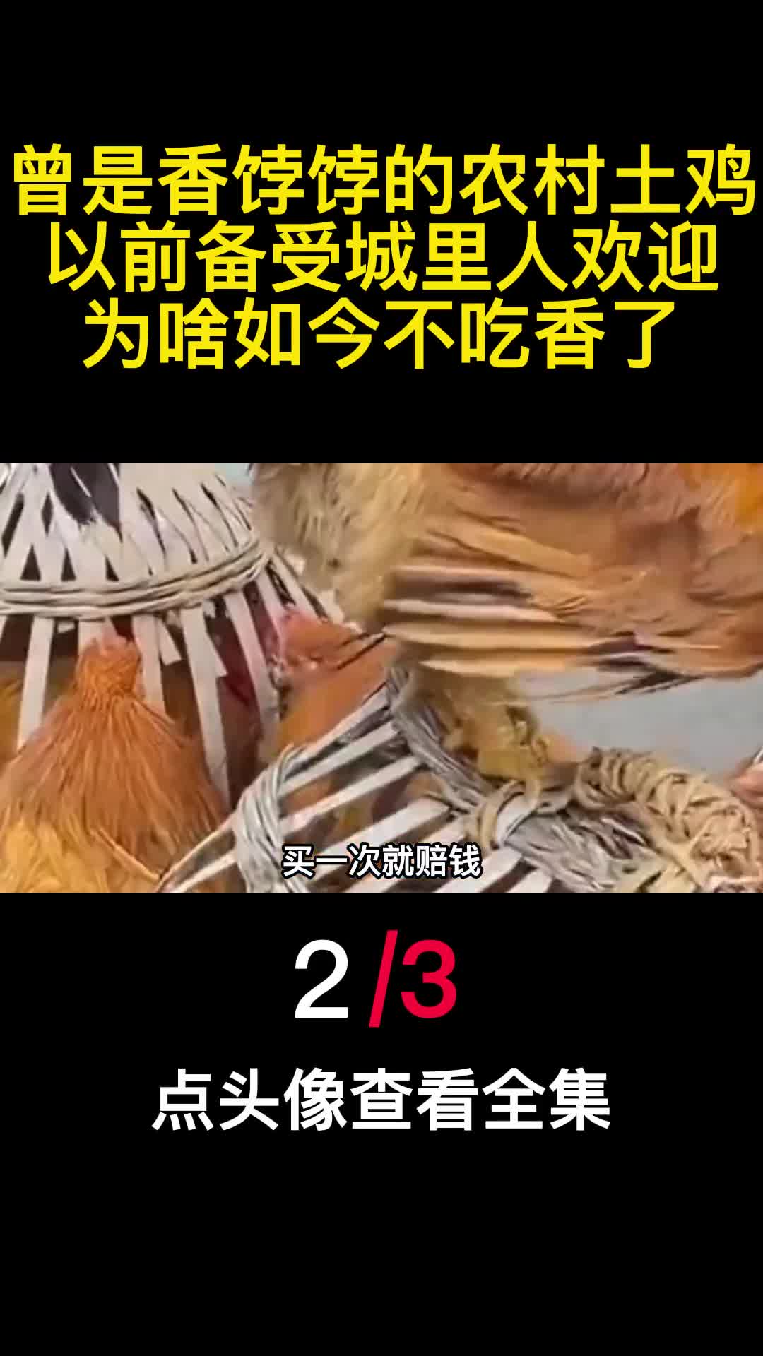 曾是香饽饽的农村土鸡以前备受城里人欢迎为啥如今不吃香了2