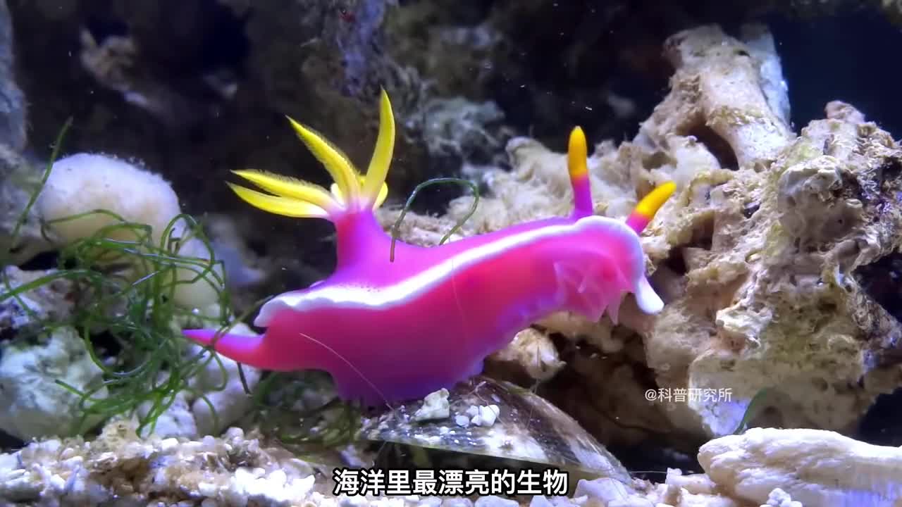 海洋里最漂亮的十大生物最后一个超可爱三