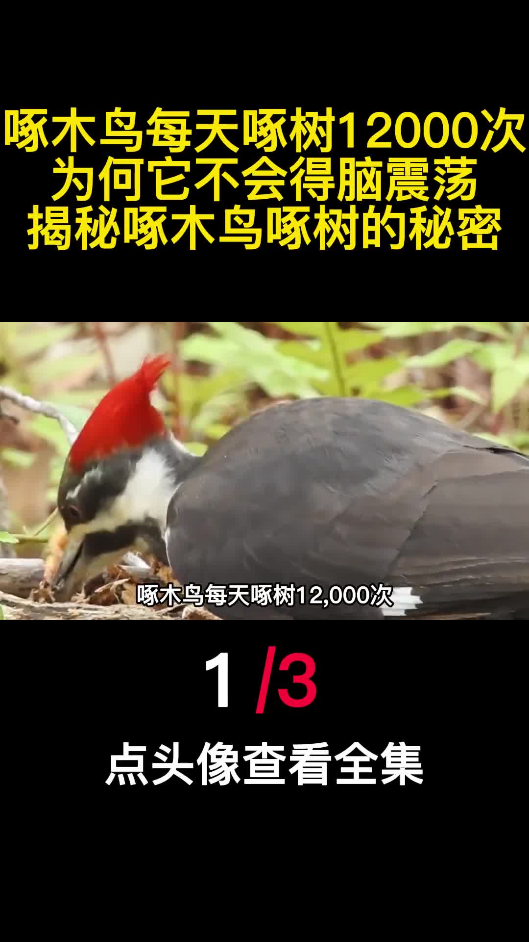 啄木鸟每天啄树12000次为何它不会得脑震荡揭秘啄木鸟啄树的秘密1