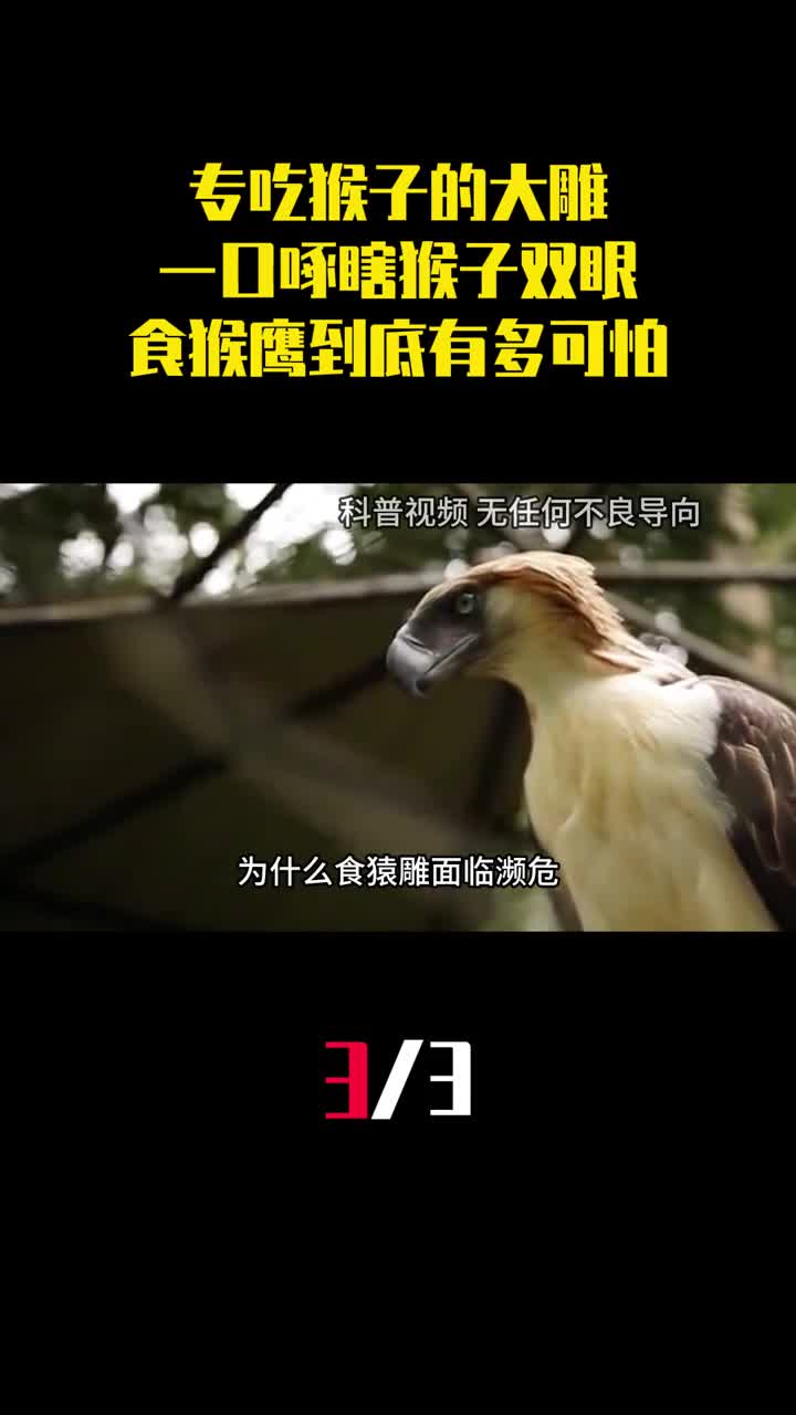 专吃猴子的大雕一口就能啄瞎猴子双眼食猴鹰到底有多可怕3