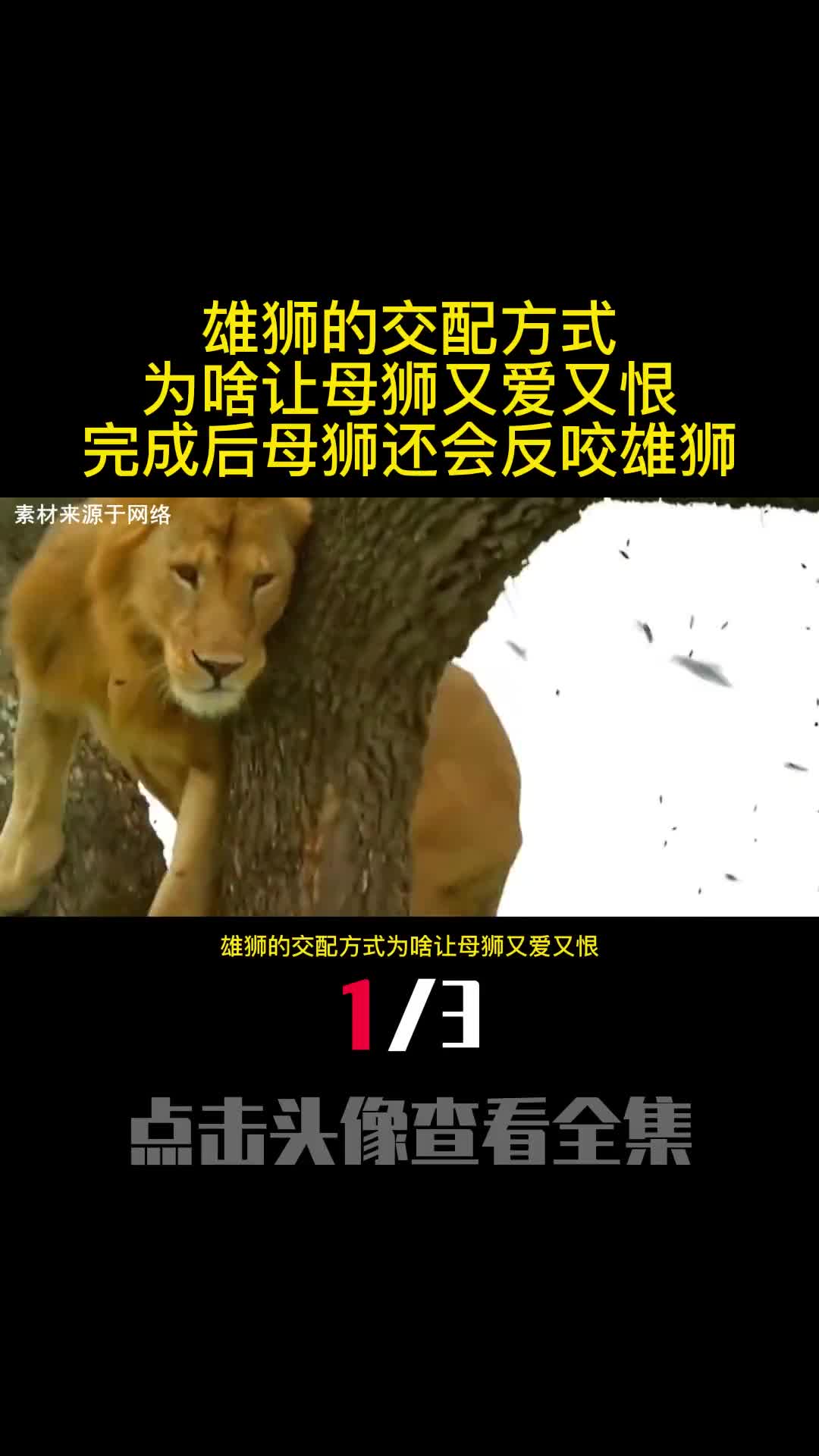 雄狮的交配方式为啥让母狮又爱又恨完成后母狮还会反咬雄狮1