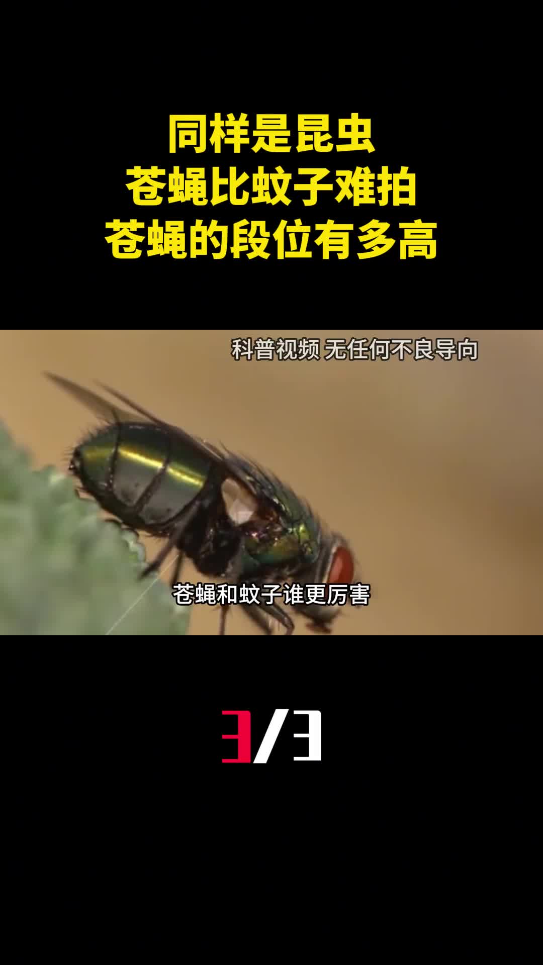 同样是昆虫为啥苍蝇就比蚊子难拍看看苍蝇的段位有多高3