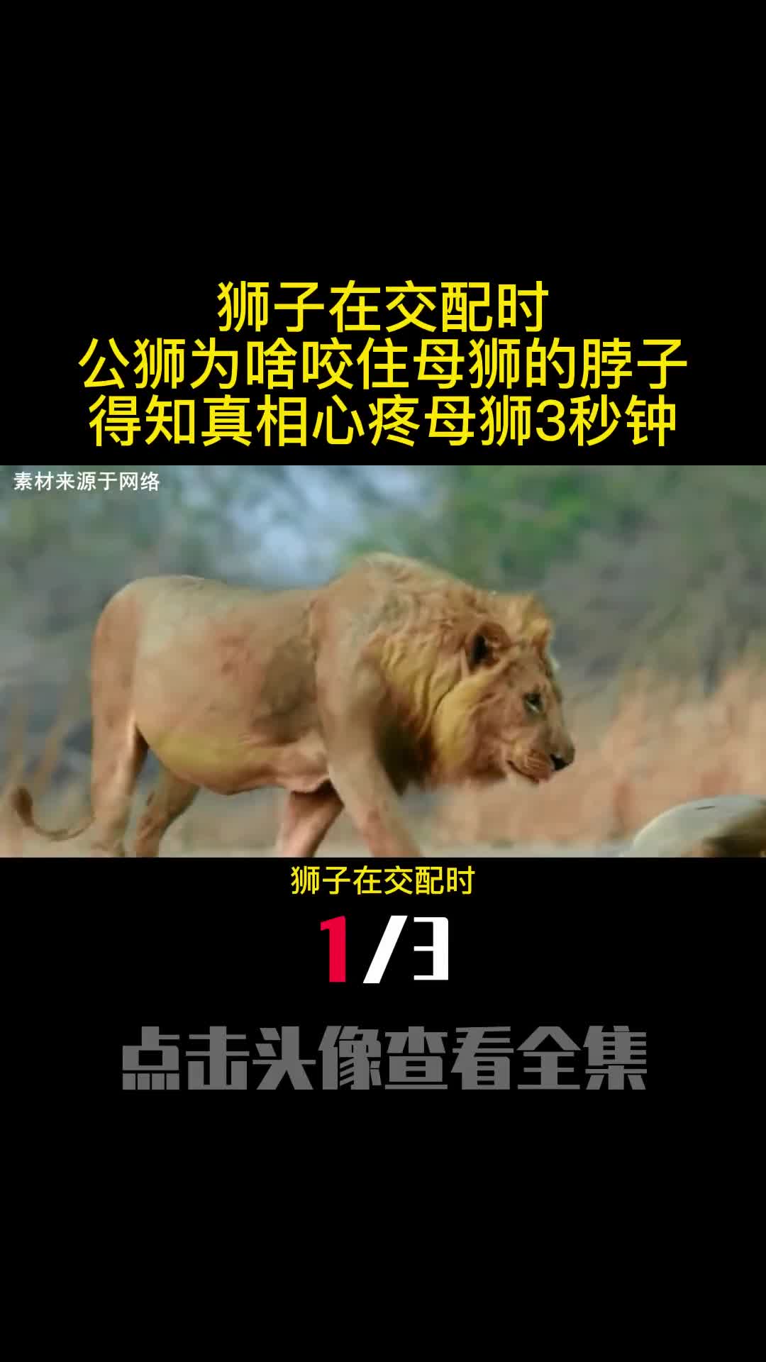 狮子在交配时公狮为啥咬住母狮的脖子得知真相心疼母狮3秒钟1