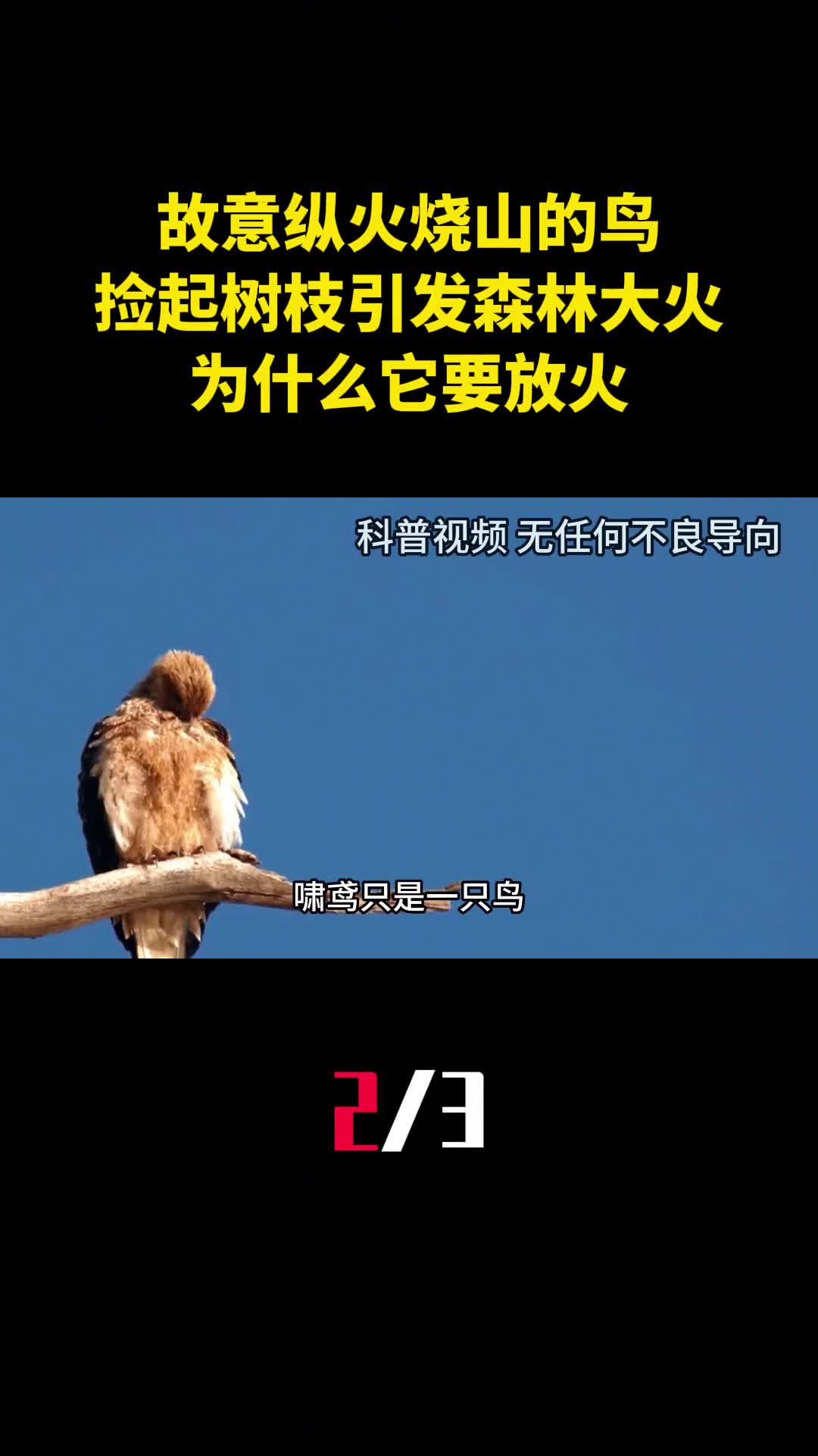 故意纵火烧山的鸟捡起树枝引发森林大火为什么它要放火2