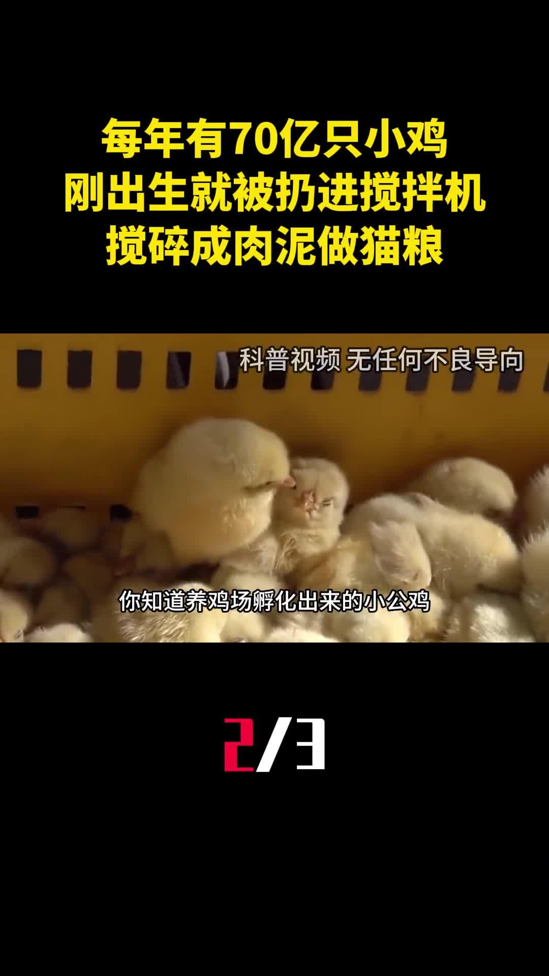 每年有70亿只小鸡刚出生就被扔进搅拌机搅碎成肉泥做猫粮2