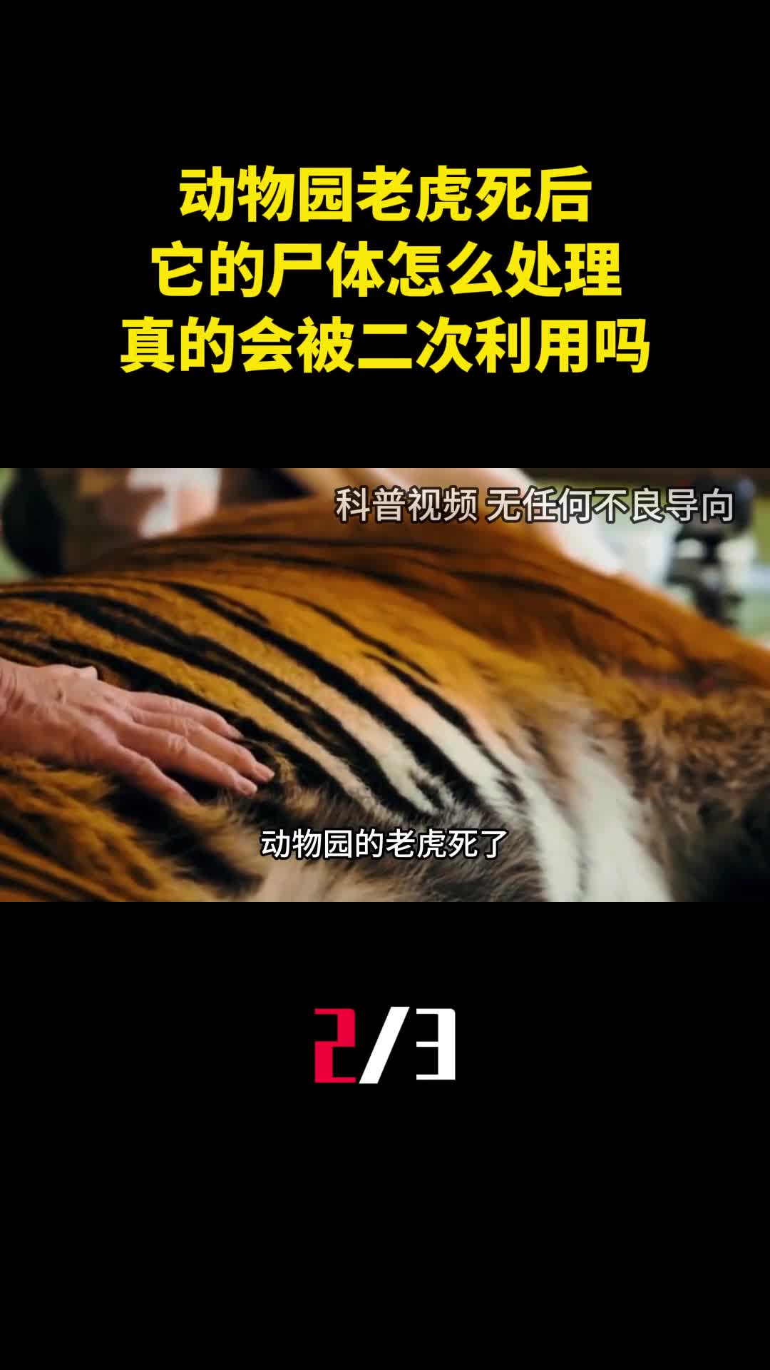 动物园老虎死后它的尸体怎么处理真的会被二次利用吗2