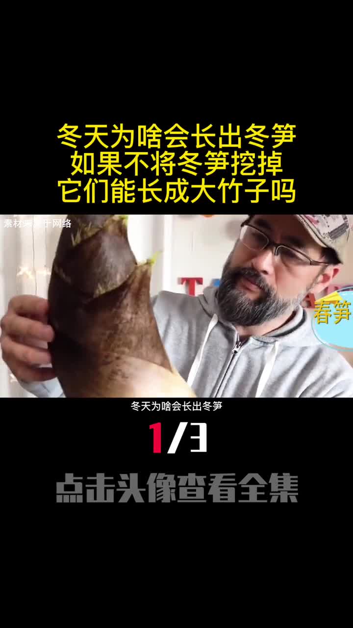 冬天为啥会长出冬笋如果不将冬笋挖掉它们能长成大竹子吗1