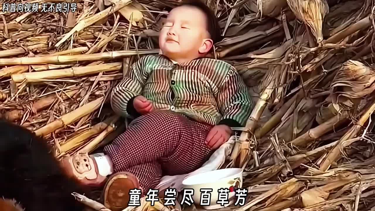 为何儿时生病少我一直很疑惑我们小时候为何很少生病原来是不知不觉中吃了半个本草纲目