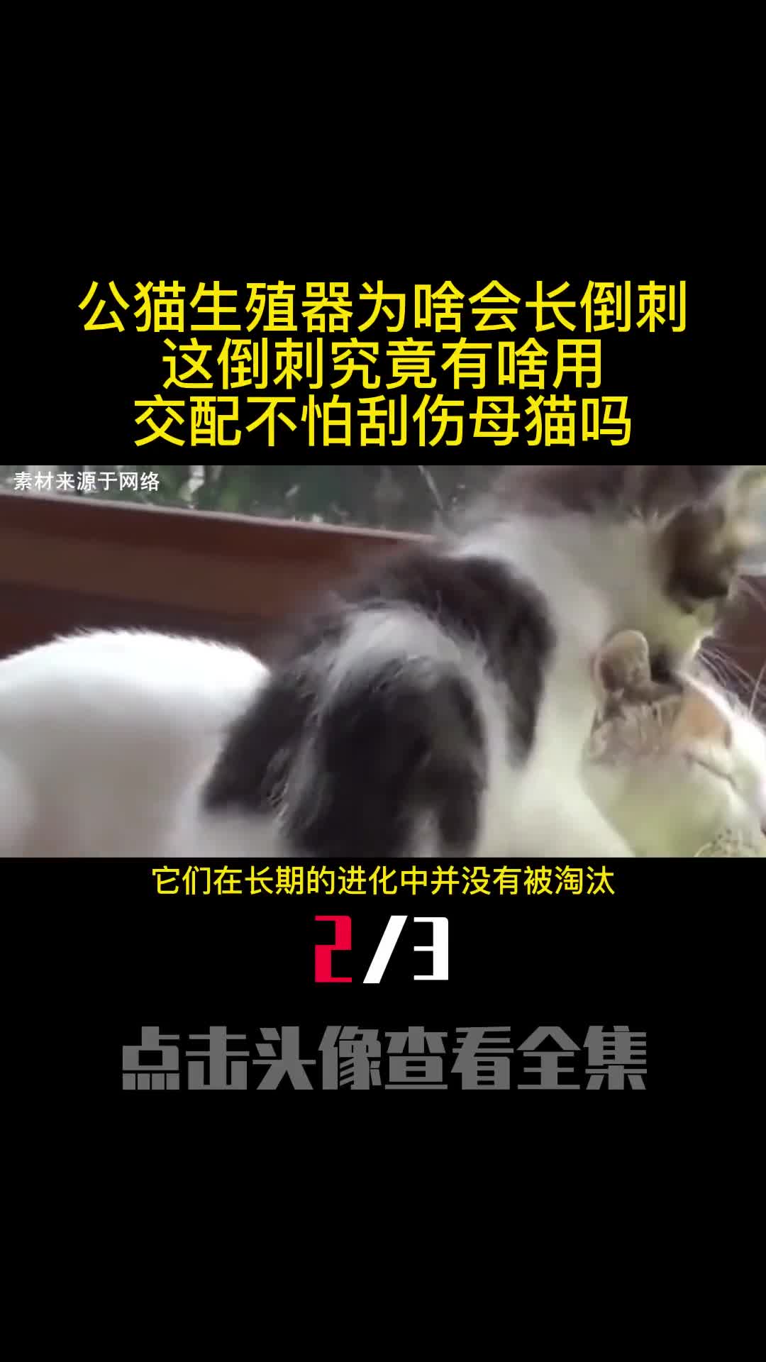 公猫生殖器为啥会长倒刺这倒刺究竟有啥用交配不怕刮伤母猫吗2
