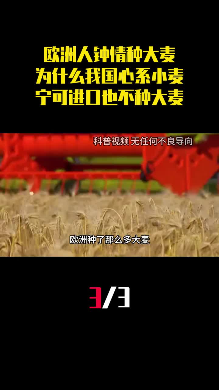 欧洲人钟情种大麦为什么我国心系小麦宁可进口也不种大麦3
