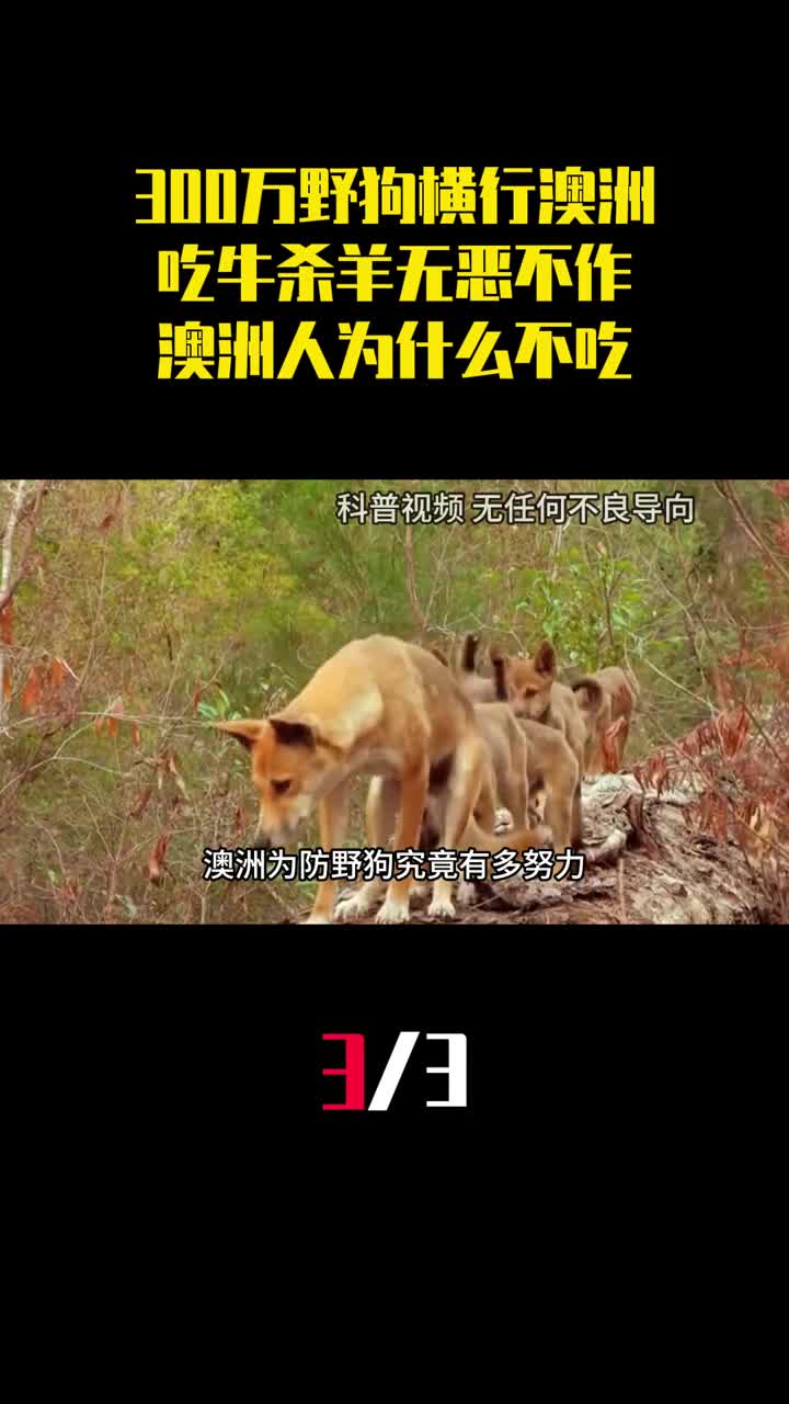 300万野狗横行澳洲吃牛杀羊无恶不作澳洲人为什么不吃它们3