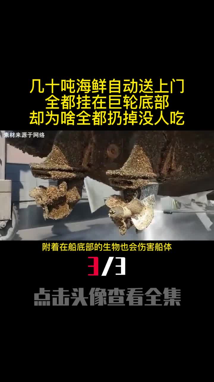 几十吨海鲜自动送上门全都挂在巨轮底部却为啥全都扔掉没人吃3