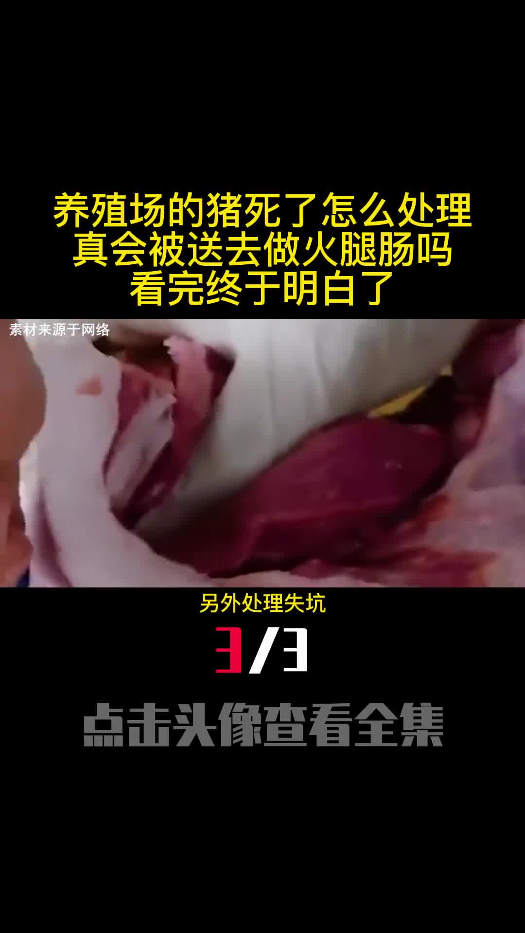 养殖场的猪死了怎么处理真会被送去做火腿肠吗看完终于明白了3