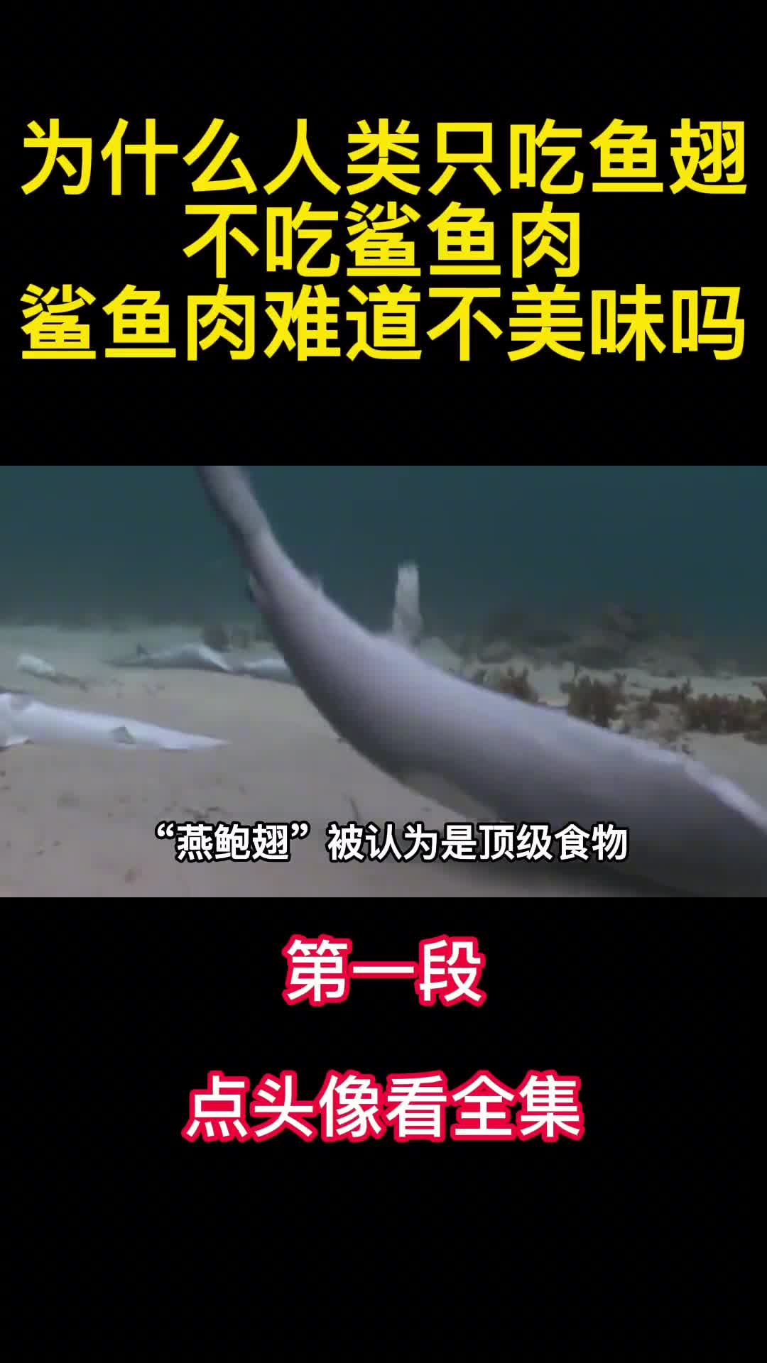 为什么人类只吃鱼翅不吃鲨鱼肉鲨鱼肉难道不美味吗1