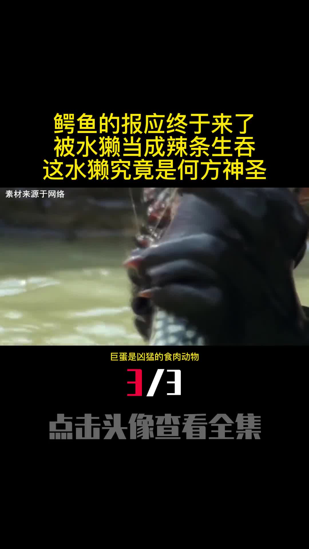 鳄鱼的报应终于来了被水獭当成辣条生吞这水獭究竟是何方神圣3