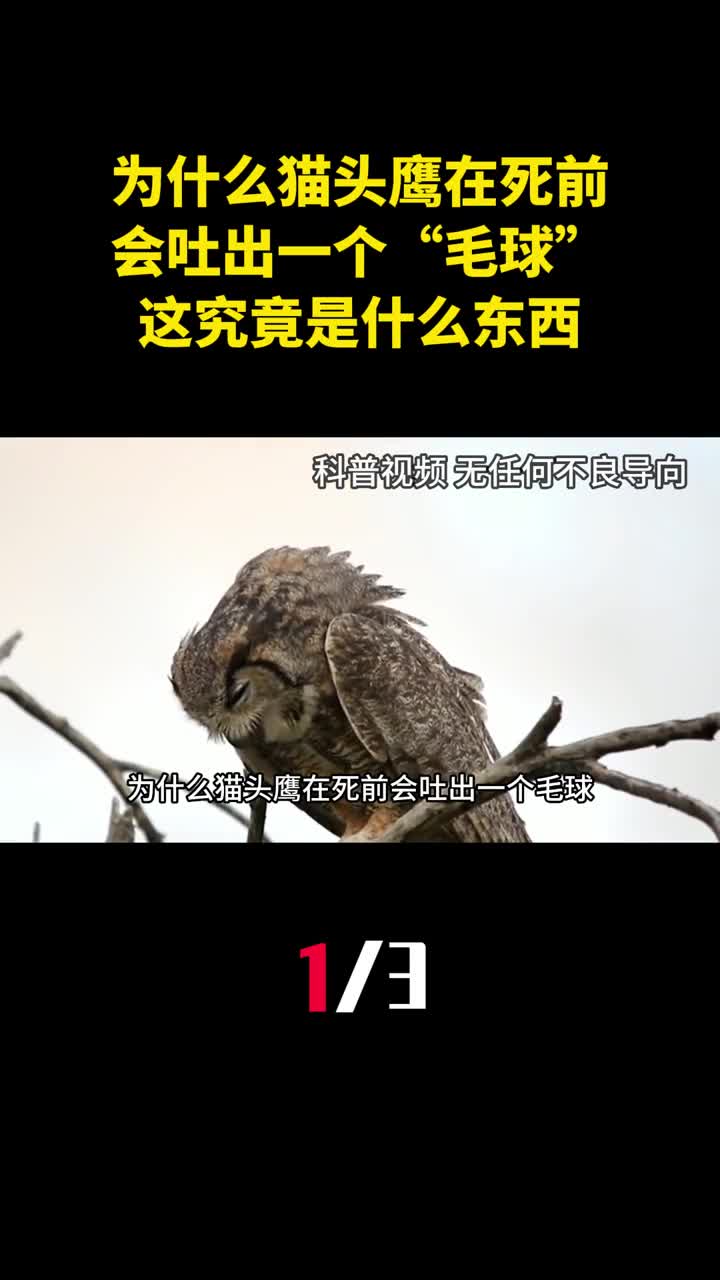 为什么猫头鹰在死前会吐出一个毛球这究竟是什么东西1