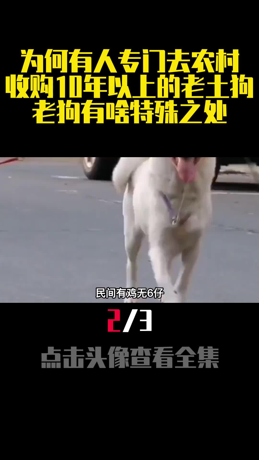 为何有人专门去农村收购10年以上的老土狗老狗有啥特殊之处2